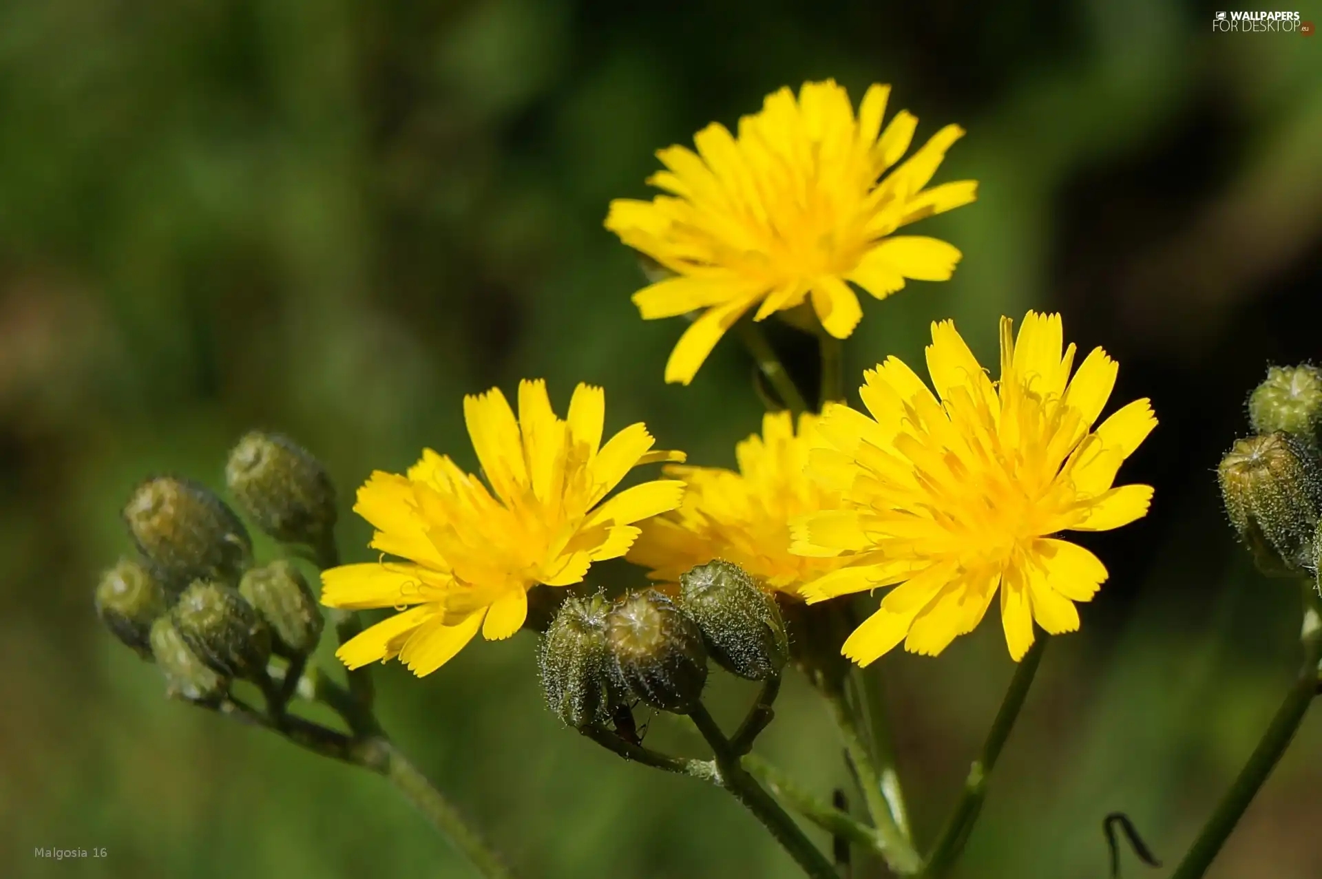 Flowers, Wildflowers, Yellow