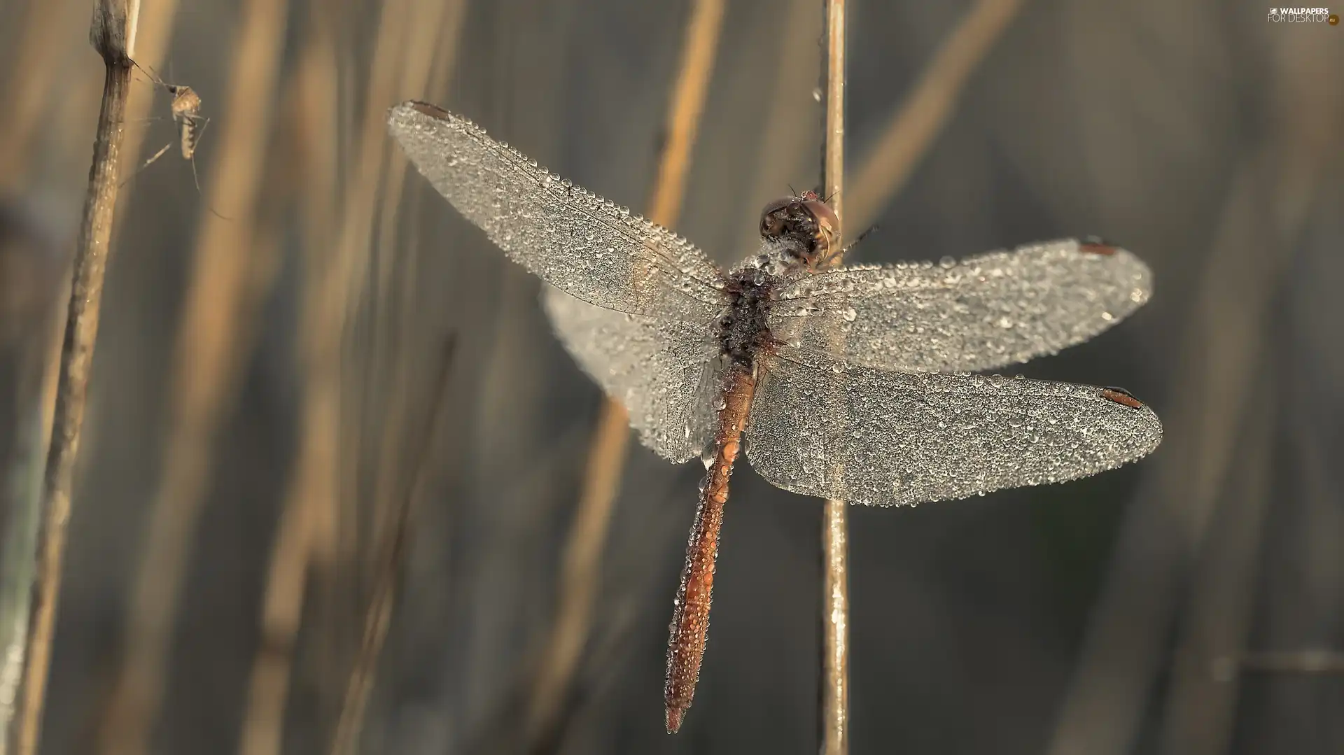dragon-fly, wings, drops, wet