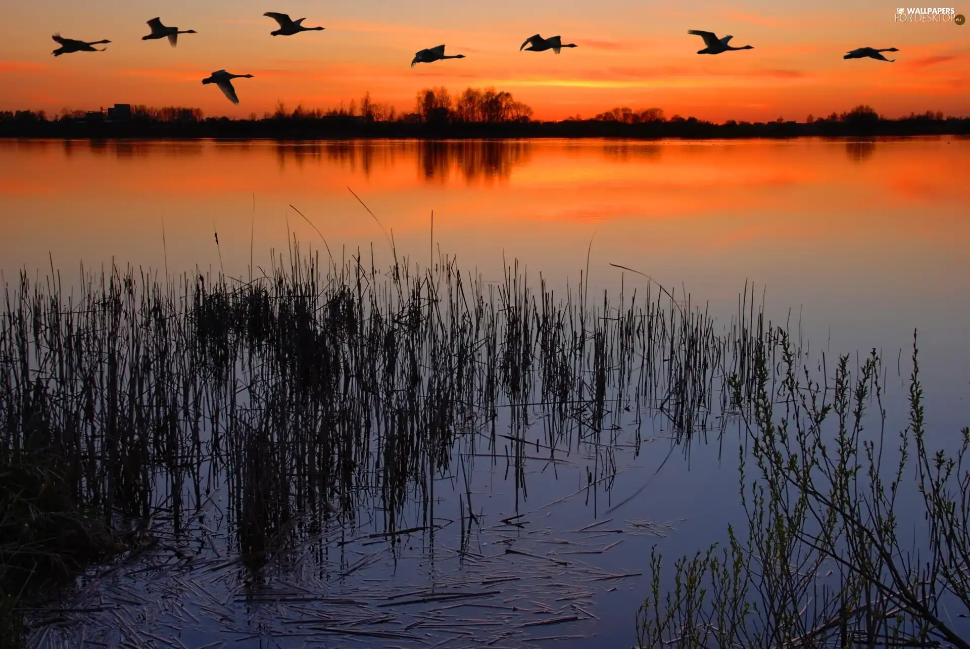 flying, birds, west, sun, lake