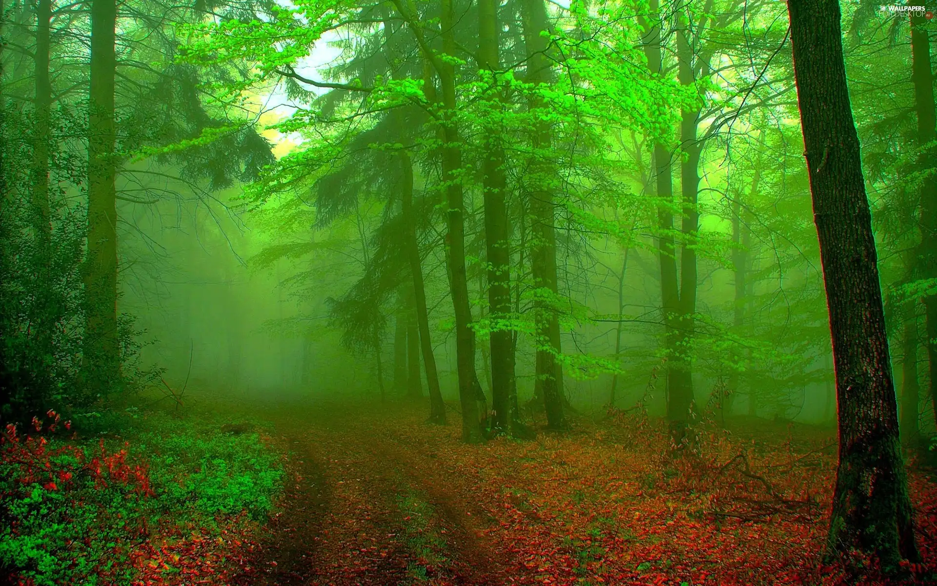 Fog, autumn, trees, viewes, forest