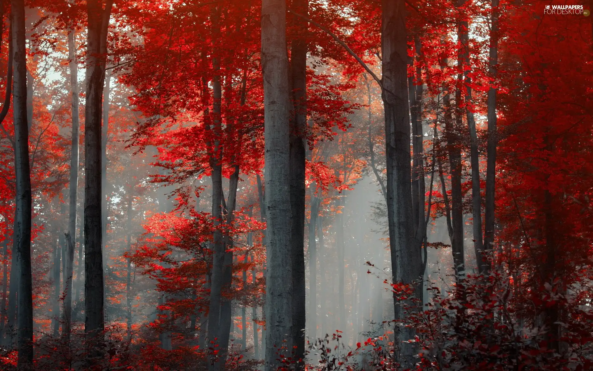 Fog, autumn, viewes, forest, trees