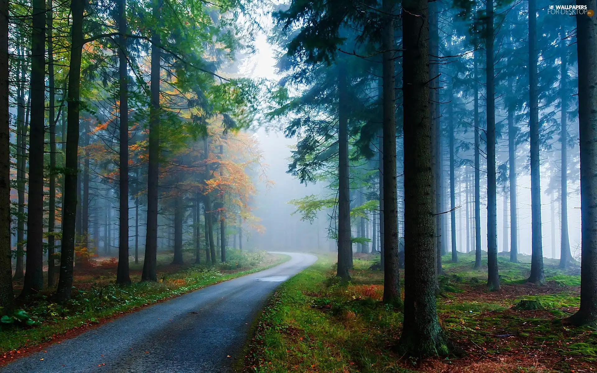 autumn, Way, Fog, forest