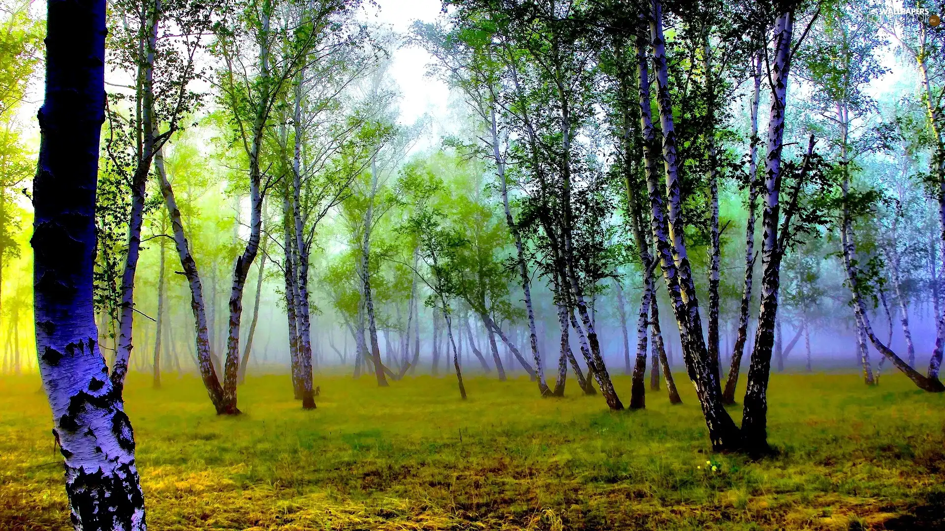 Fog, forest, birch