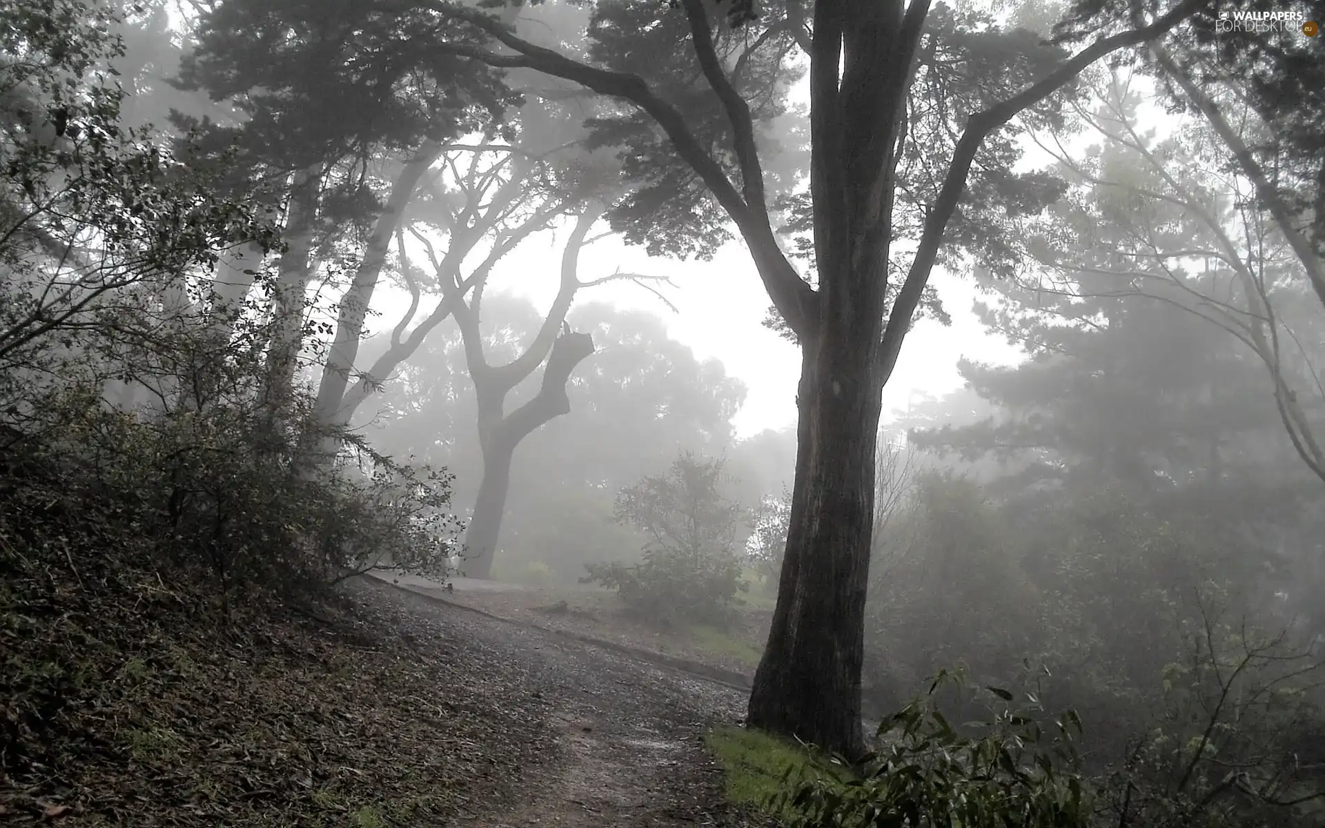 forest, Fog