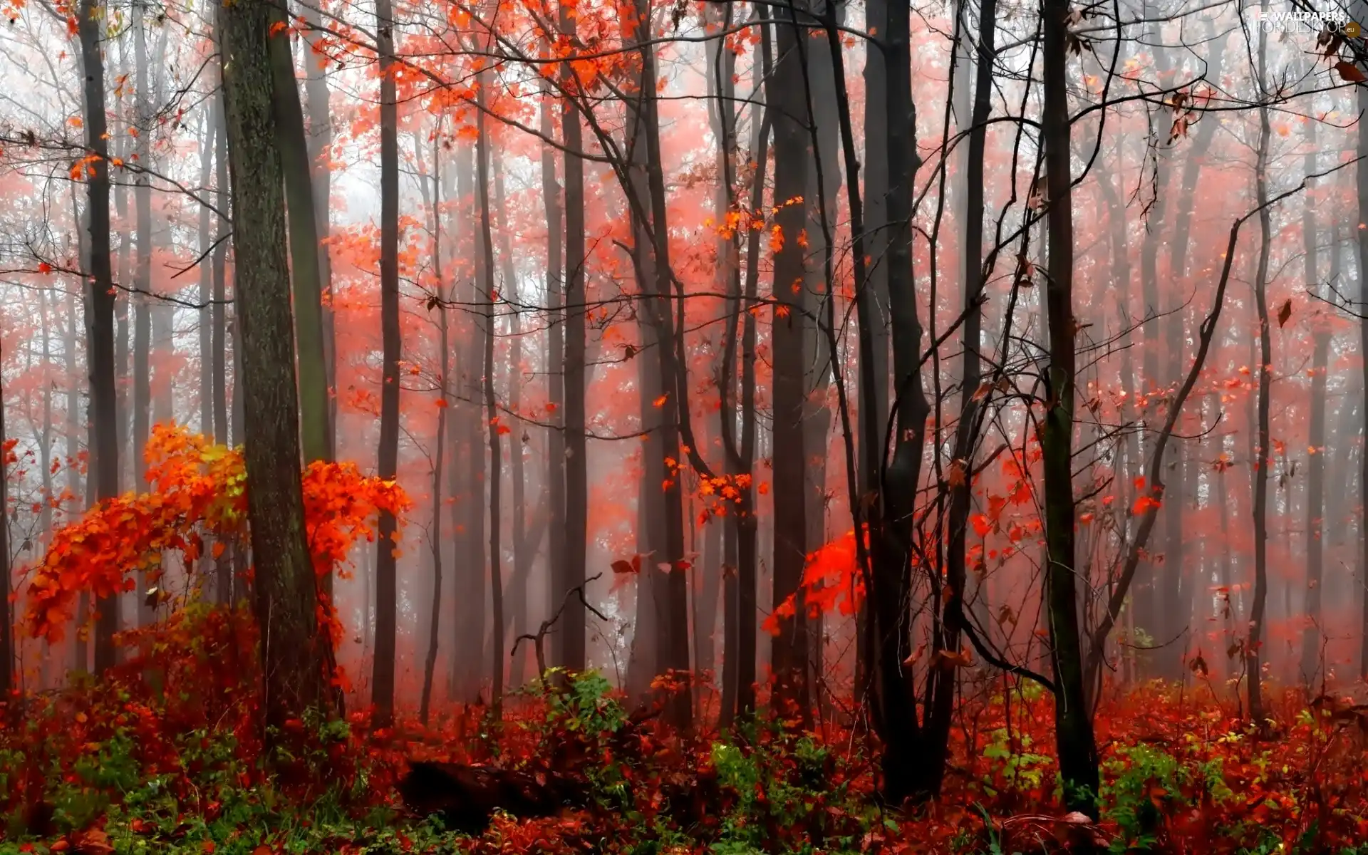 Fog, autumn, forest