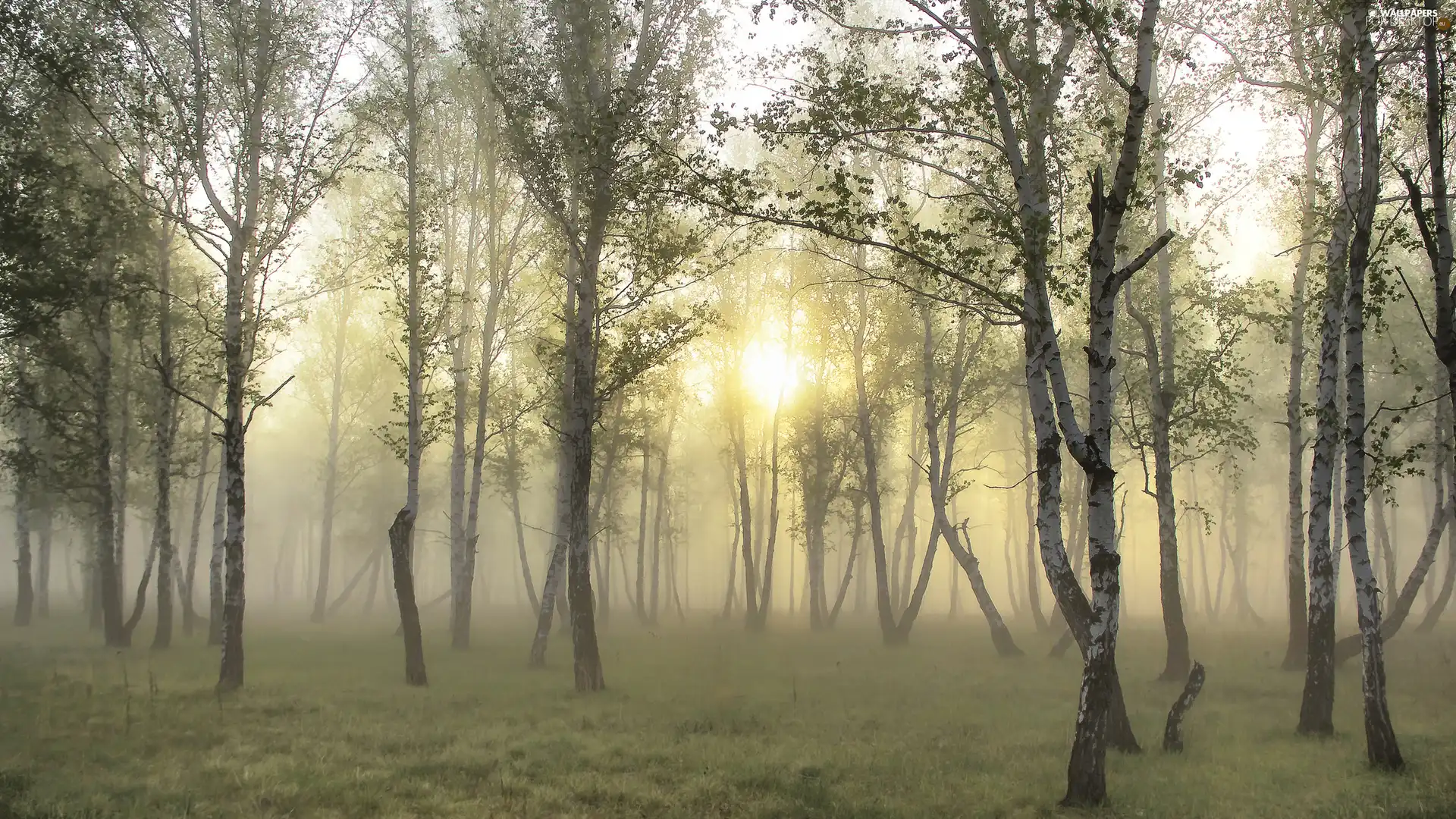 forest, sun, Fog, Przebijające