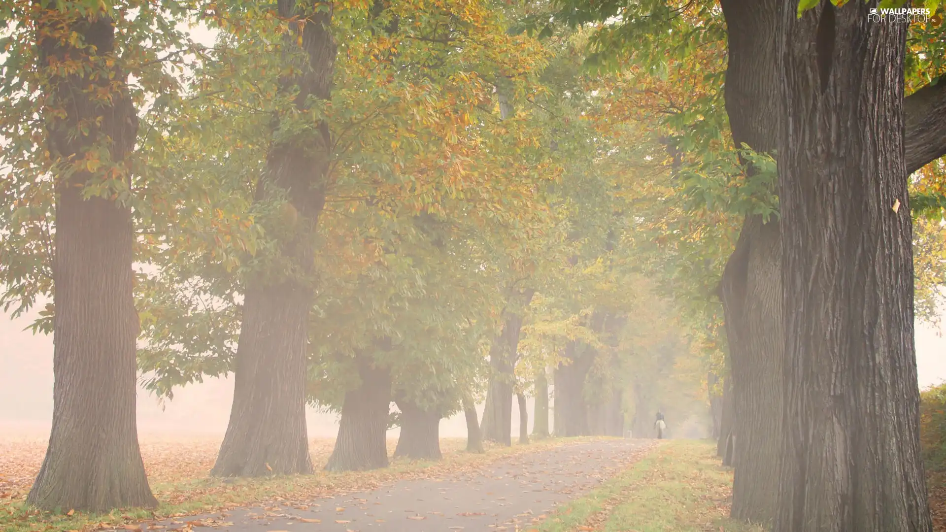 Fog, Horse, trees, viewes, Way