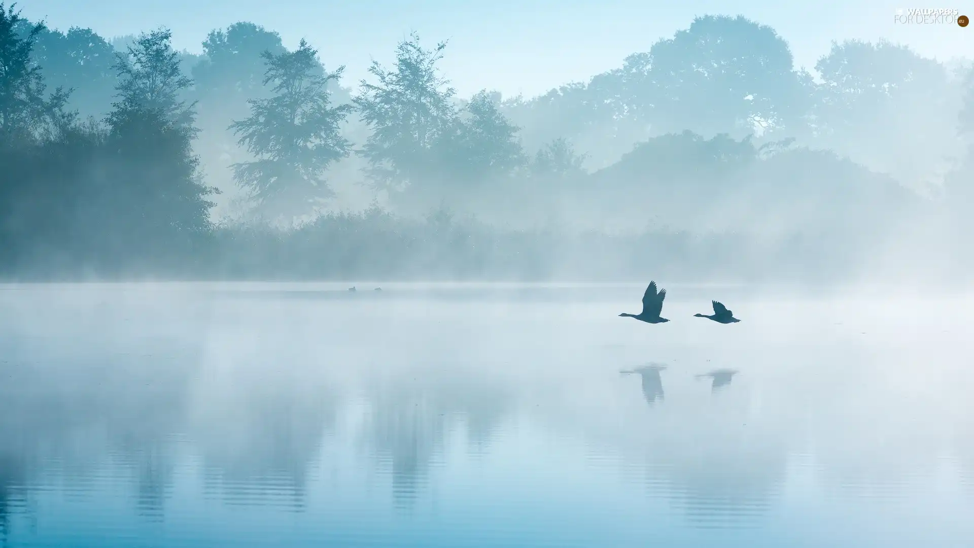 lake, ducks, flight, Fog