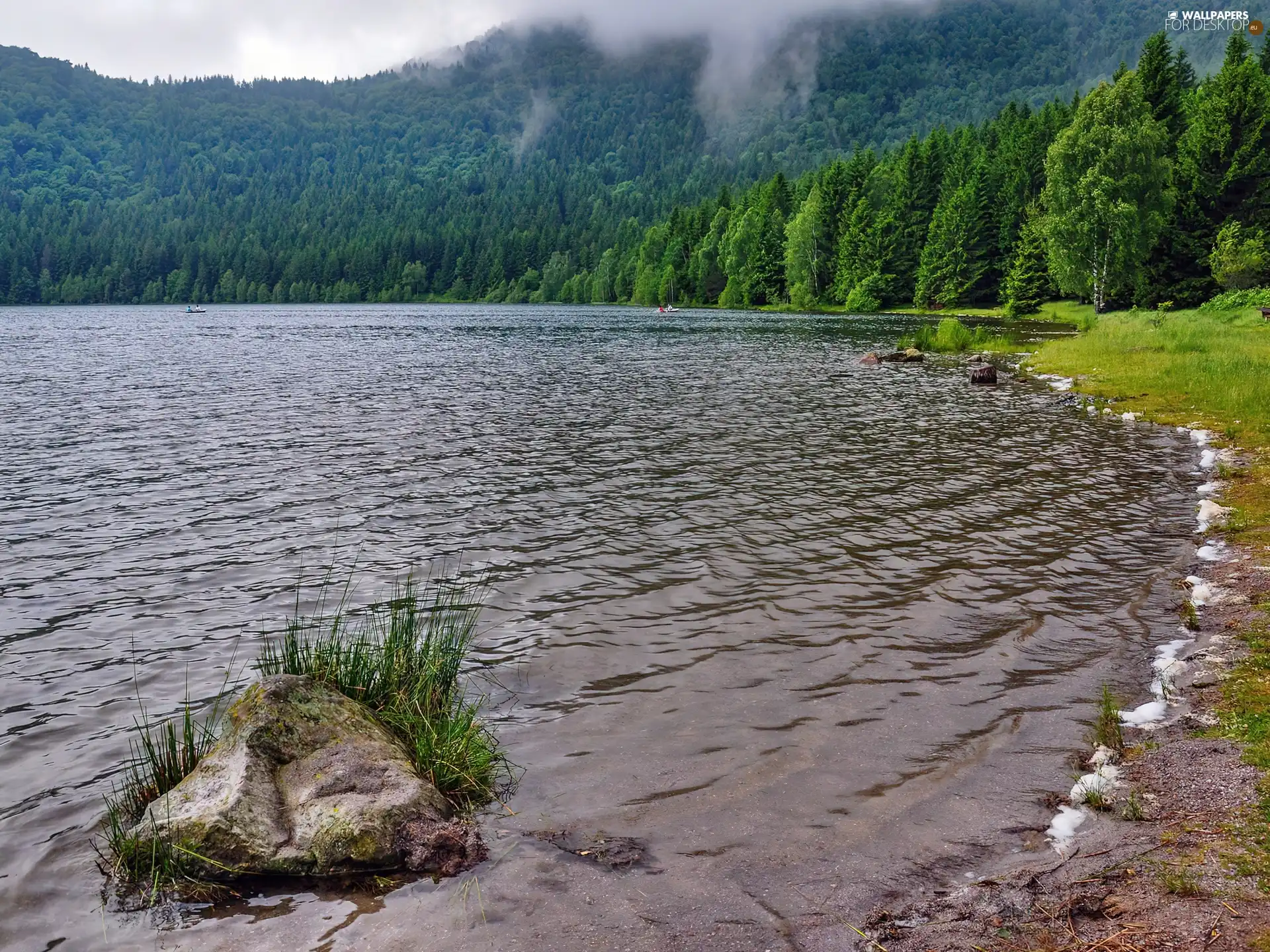 lake, forest, Fog, coast