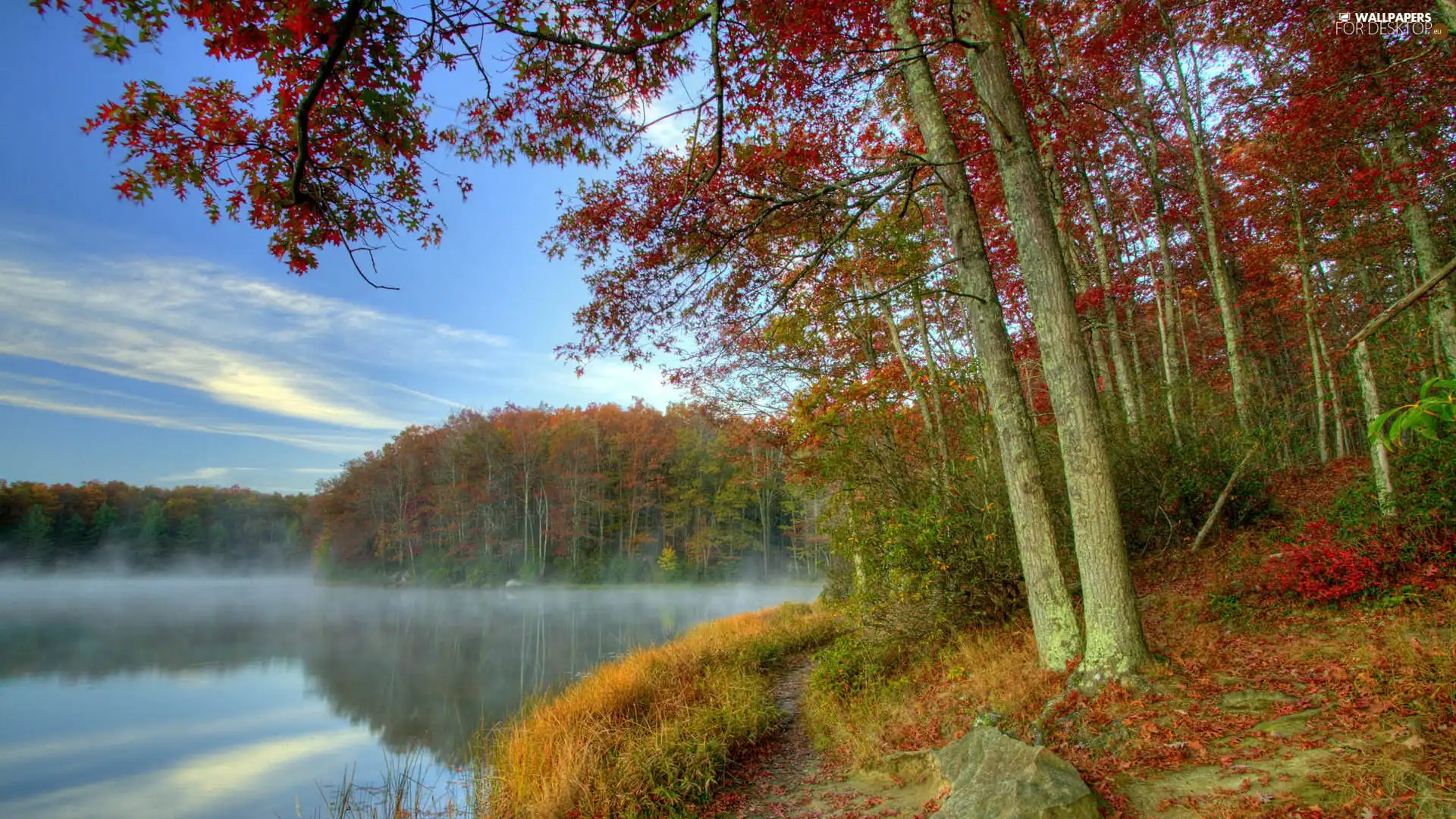 Fog, forest, lake