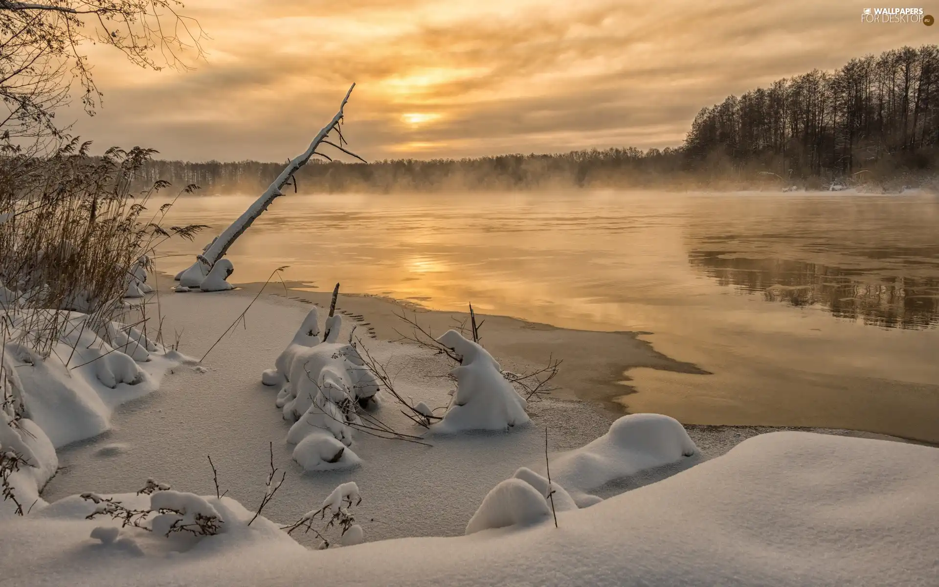 forest, Fog, lake, snow, winter