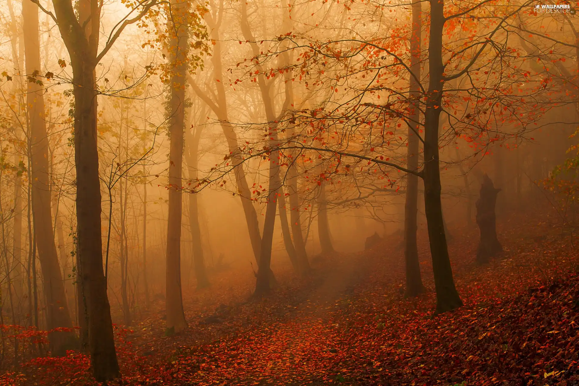 Fog, forest, Path