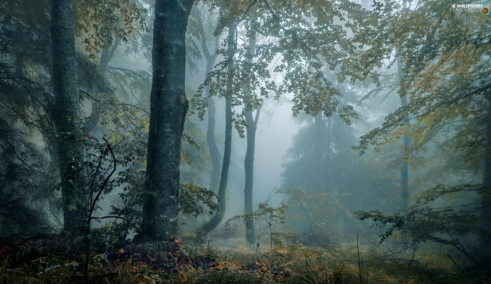 viewes, Fog, Plants, trees, forest