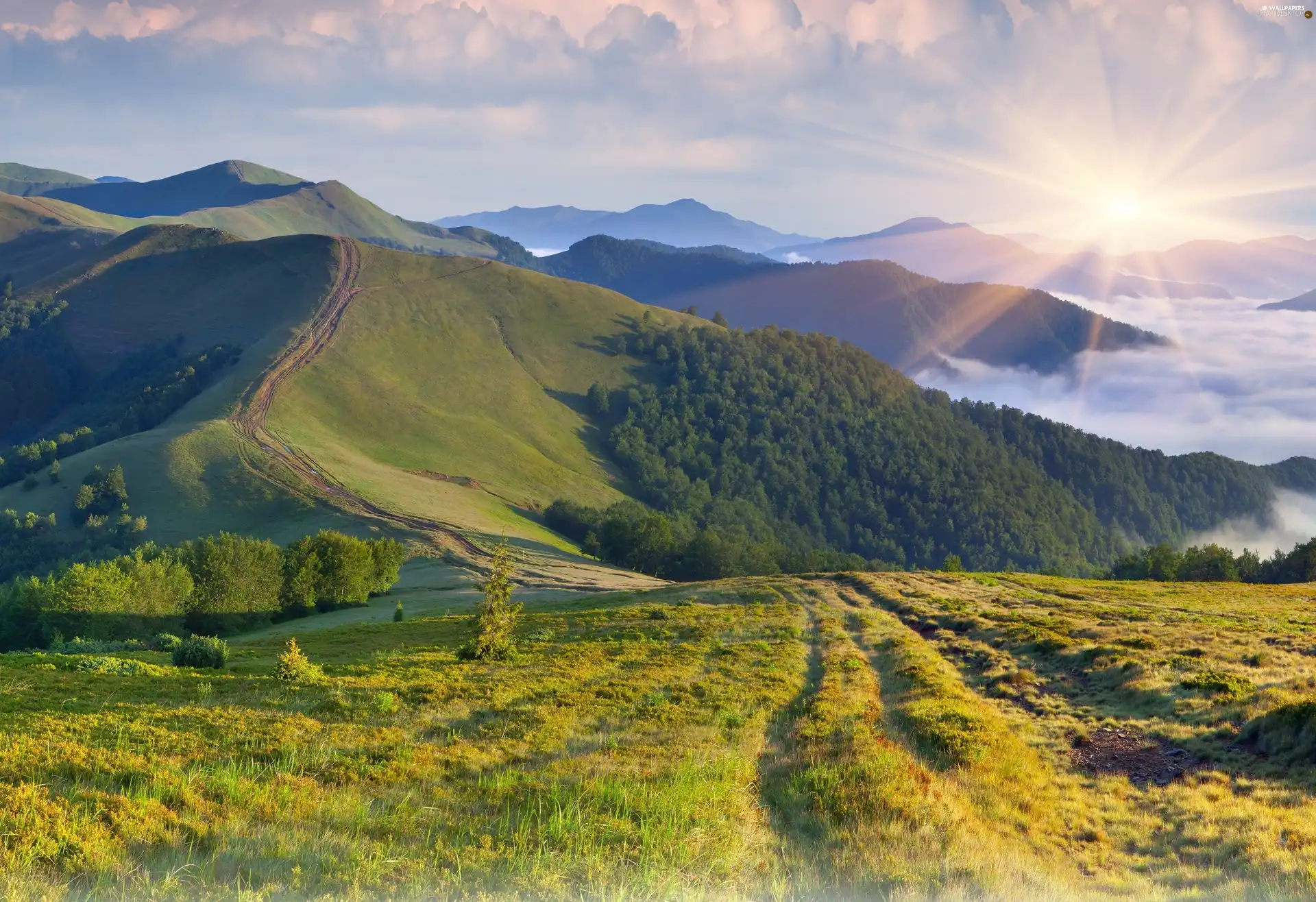 clouds, woods, rays, medows, Mountains, Fog, sun