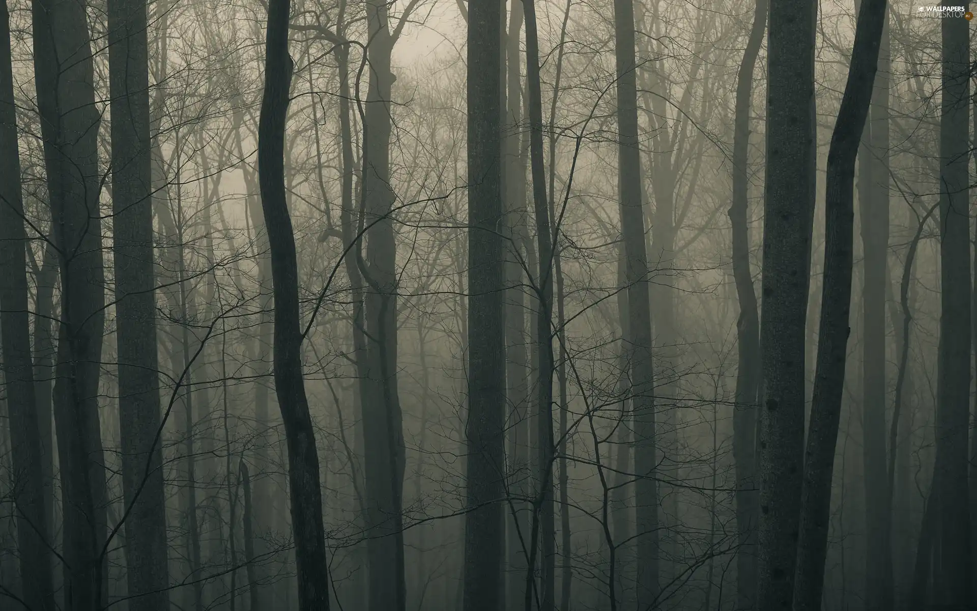 trees, dark, Fog, viewes