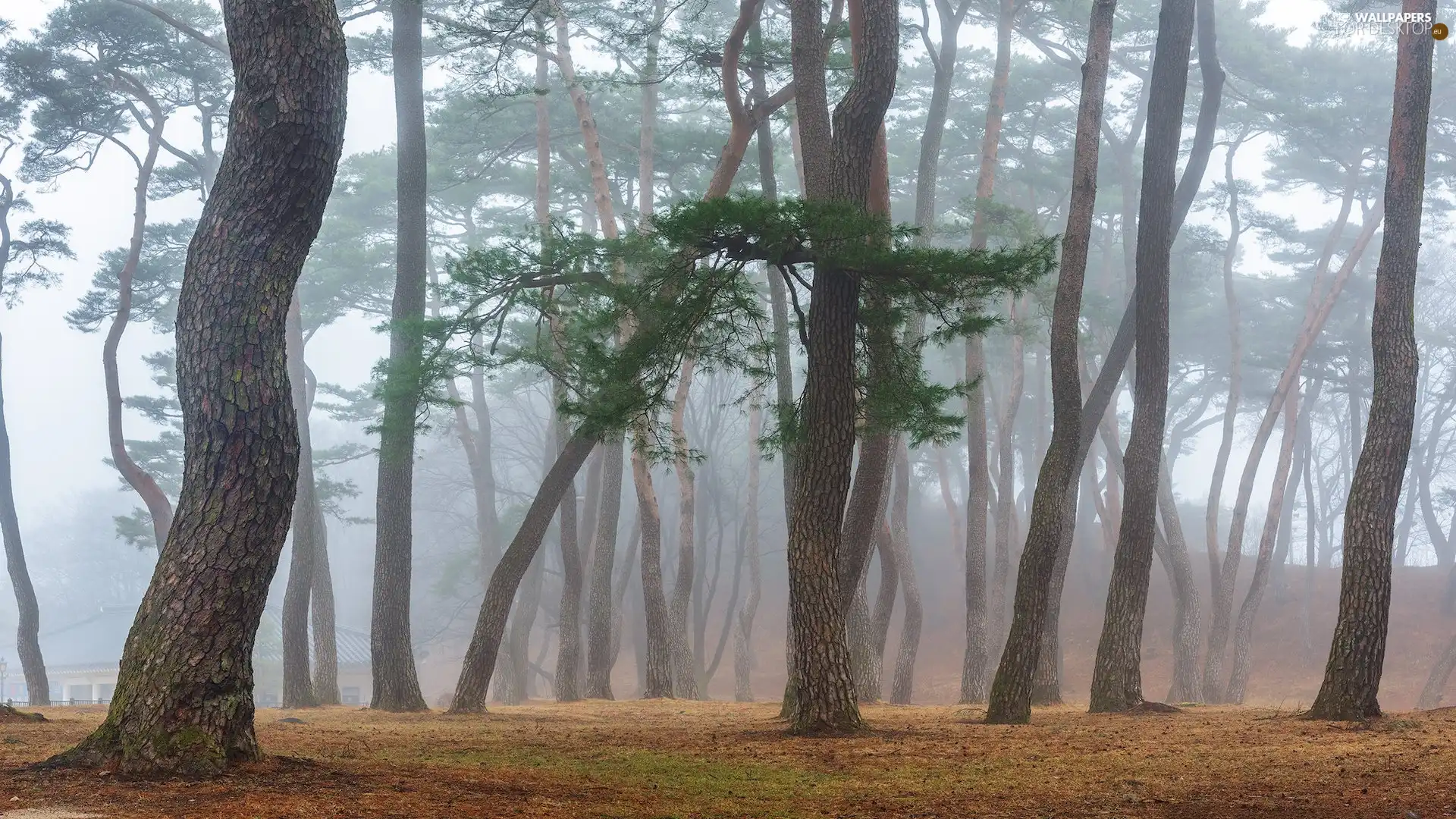 Stems, Fog, trees, viewes, forest
