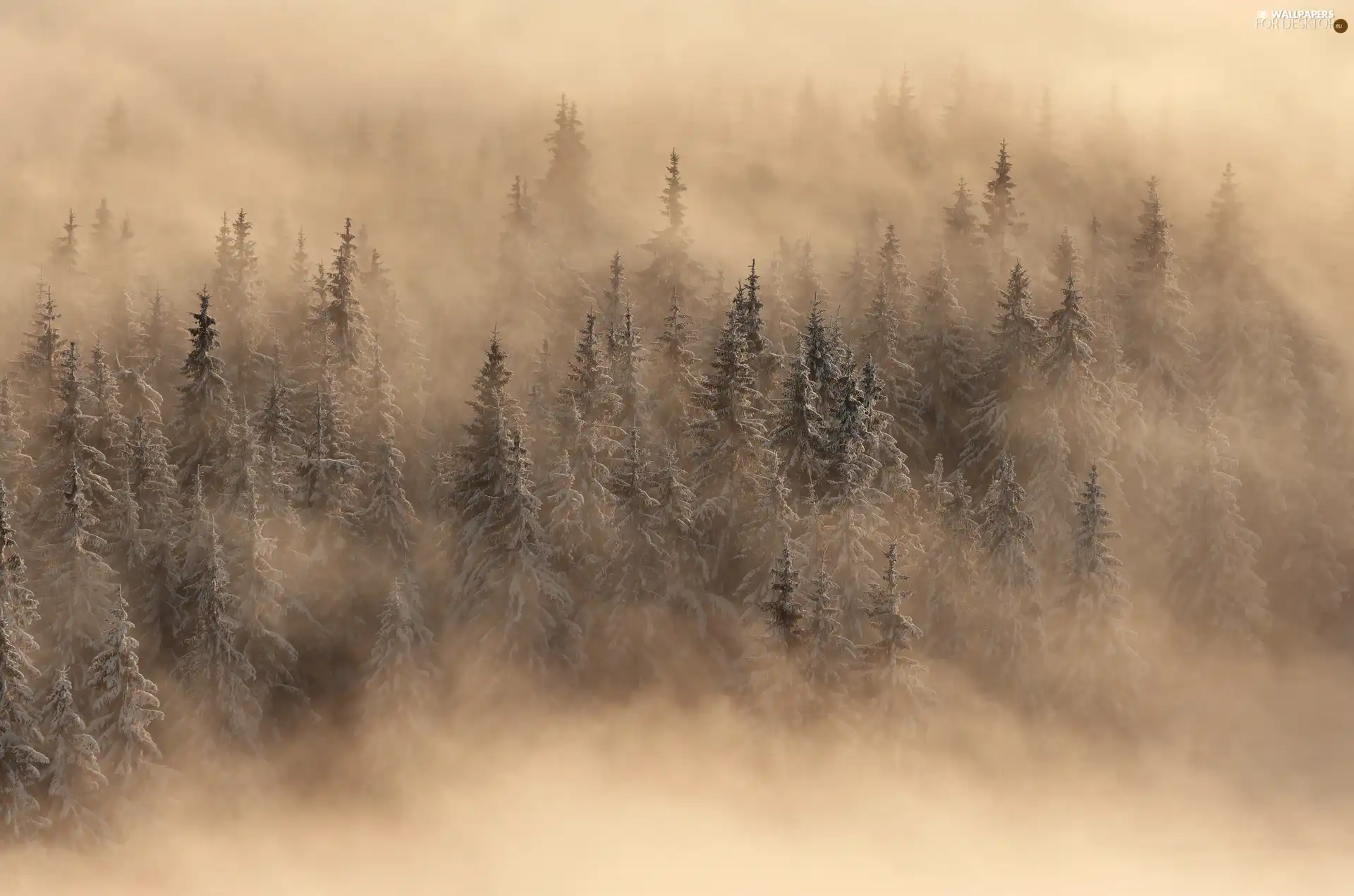 Spruces, Fog, trees, viewes, winter