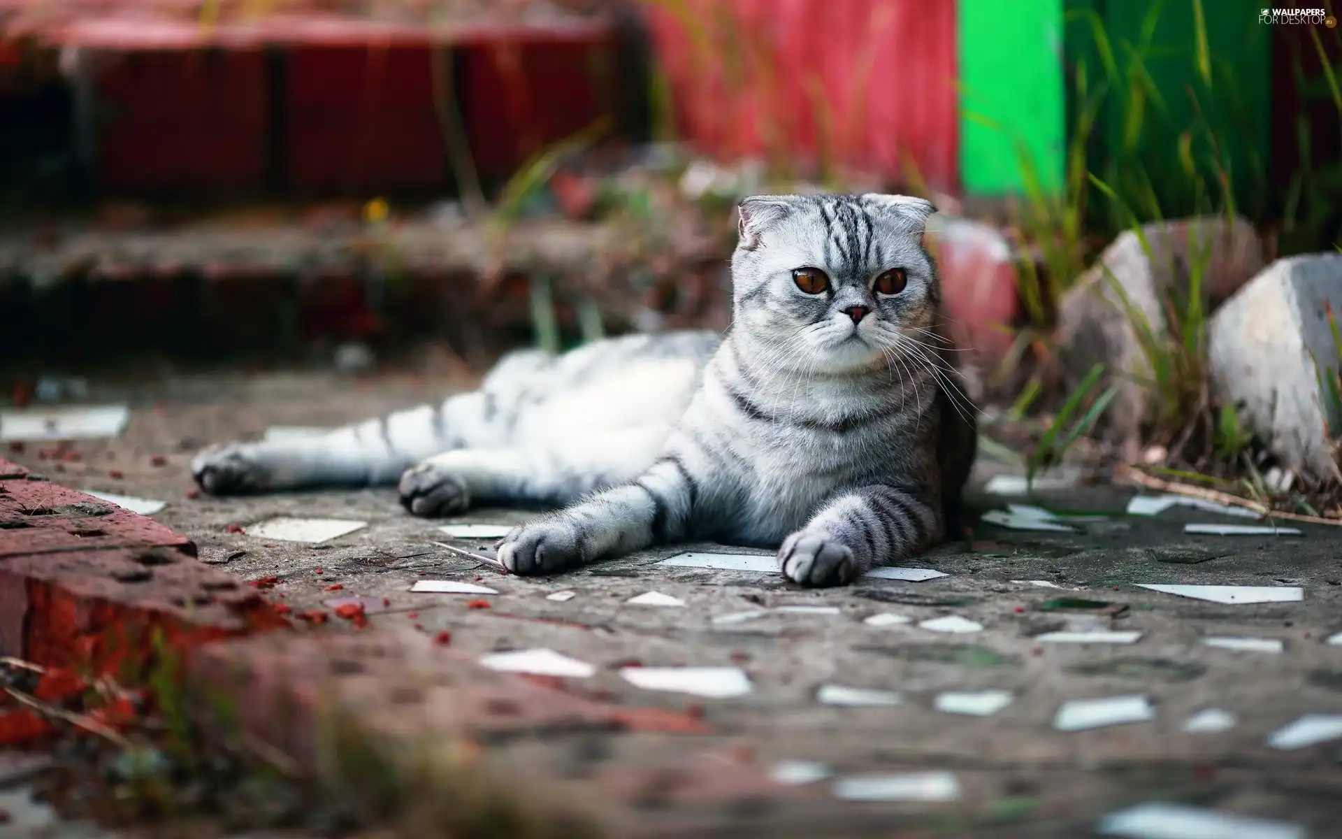 Scottish Fold Cat