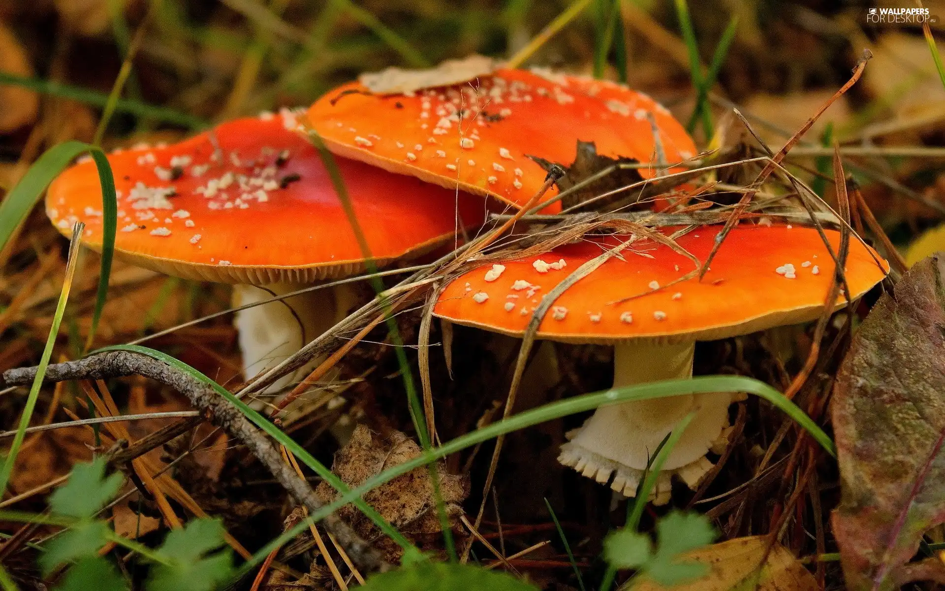 foliage, mushrooms, toadstools