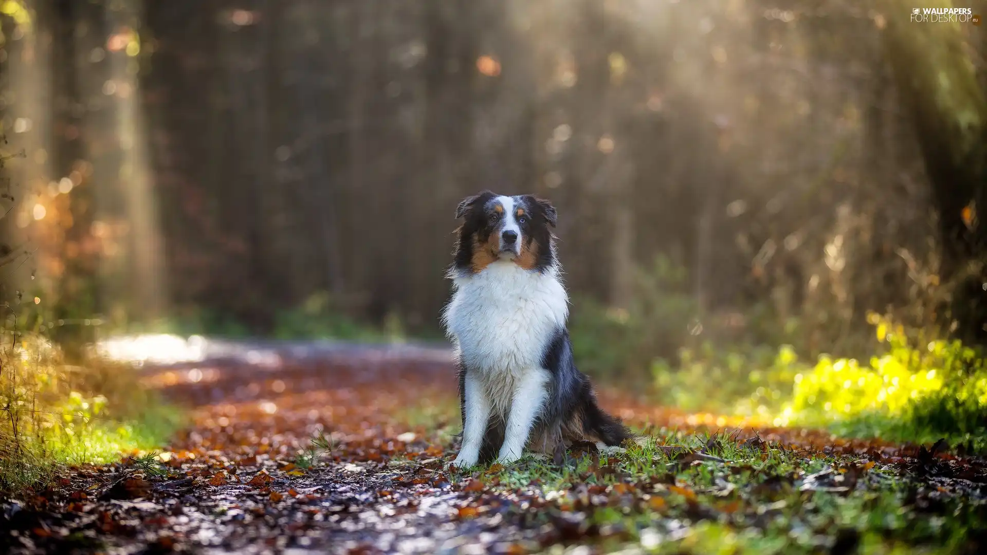 Way, Australian Shepherd, forest