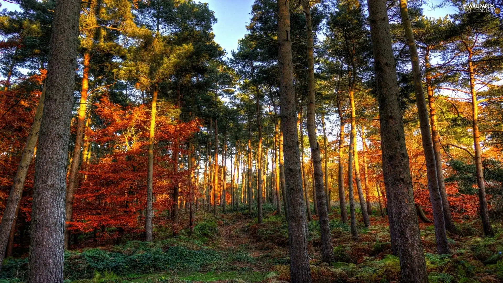 autumn, forest