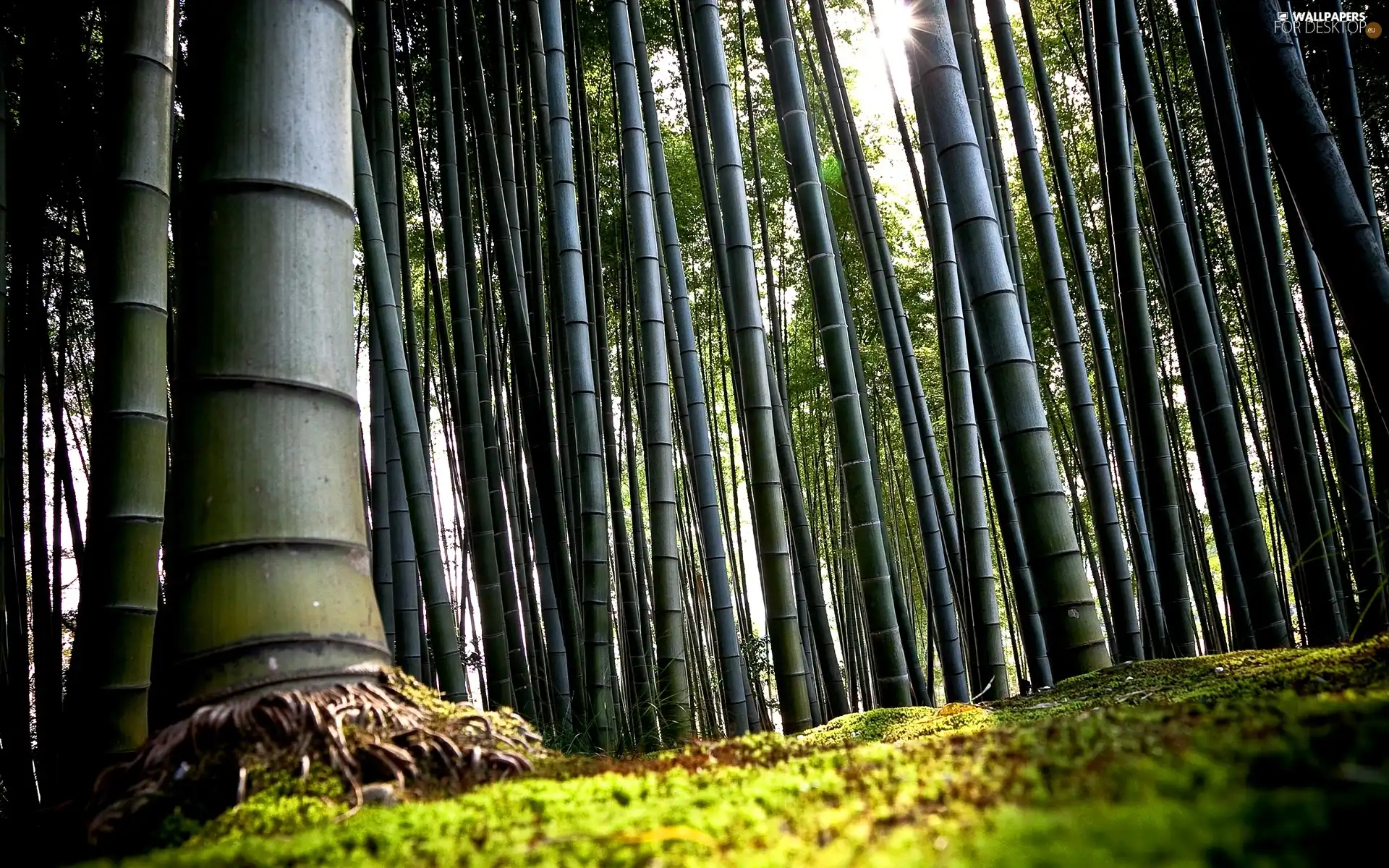 bamboo, forest