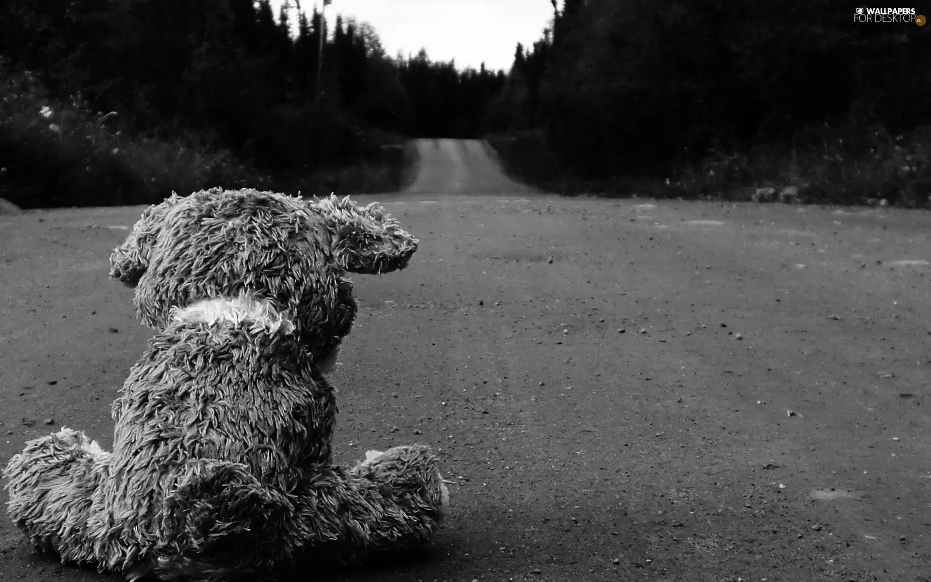 teddy bear, Way, forest