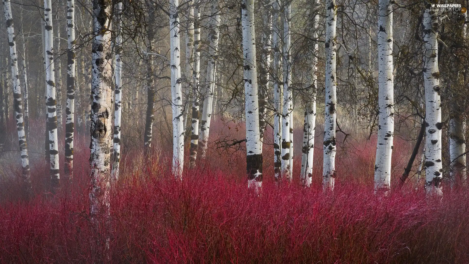 birch, forest