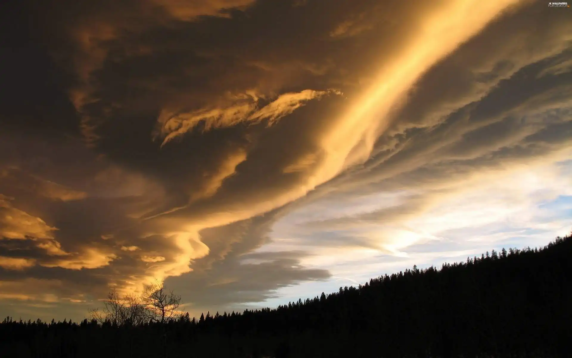 clouds, forest