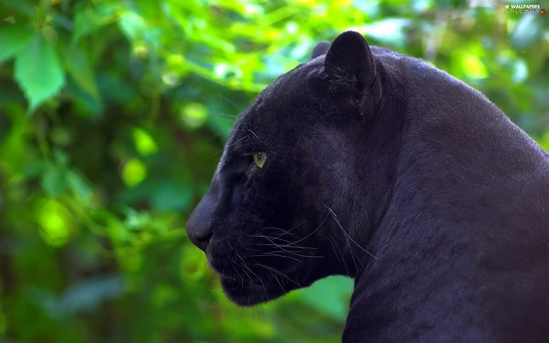 forest, black, Panther
