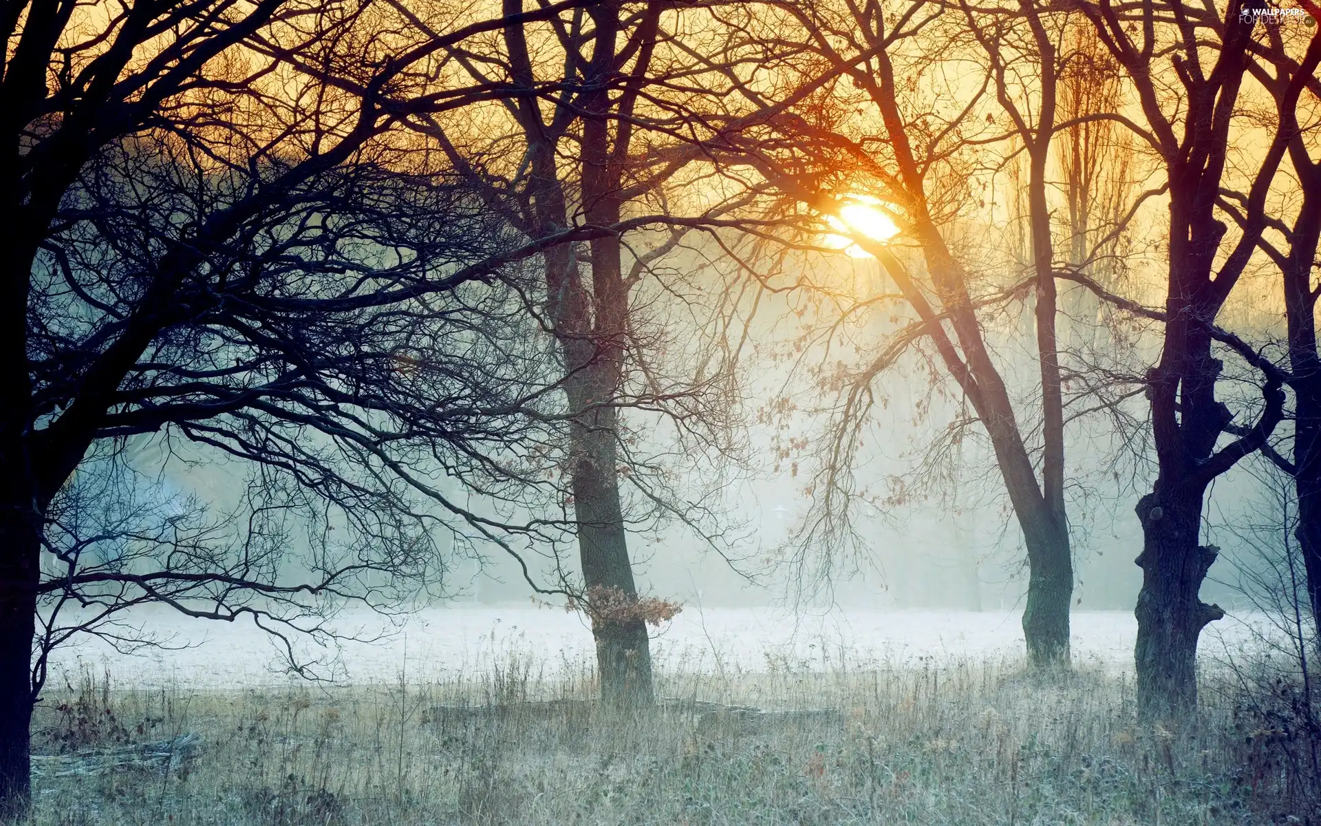 dawn, frosted, forest, hazy