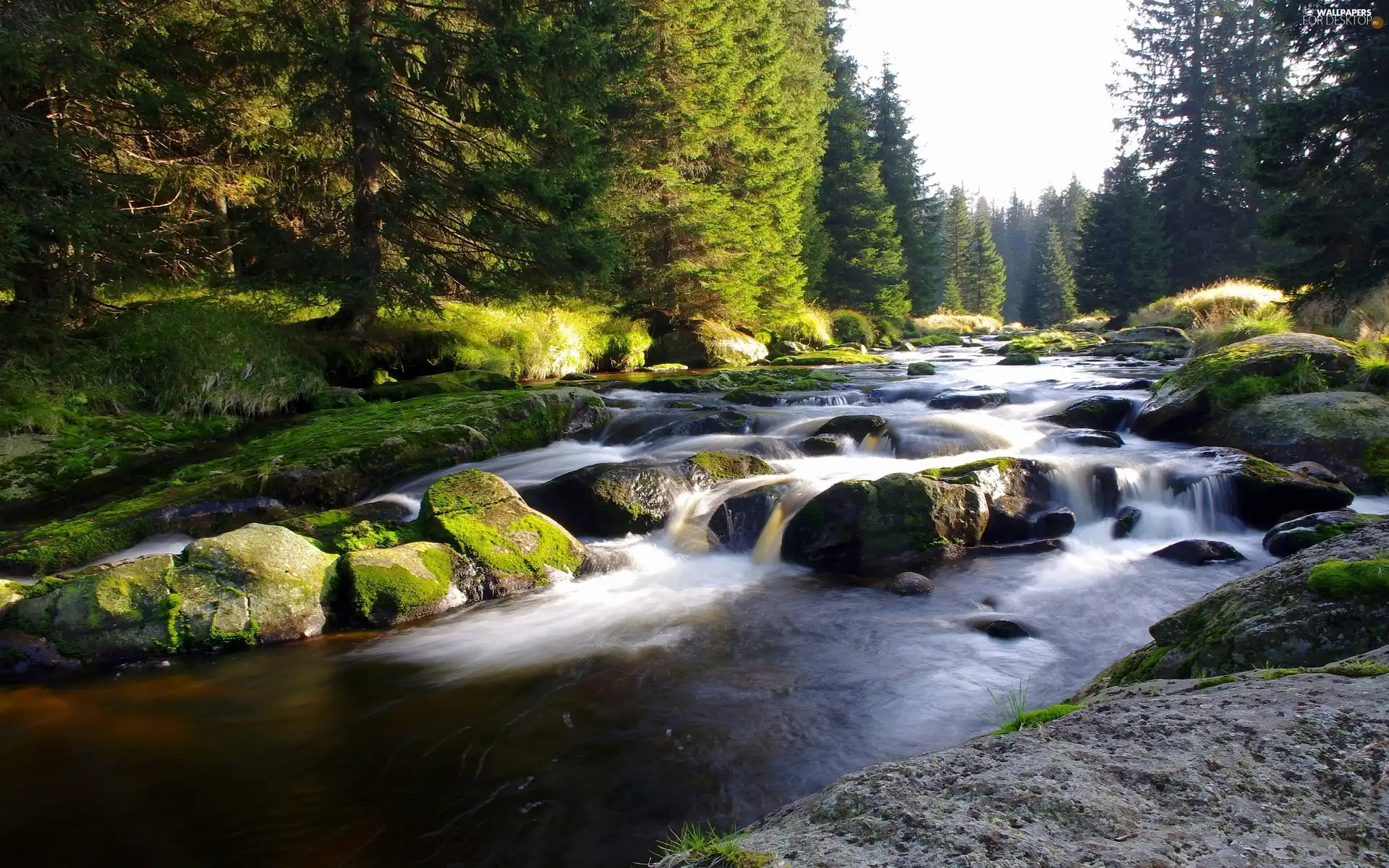 flux, Stones, forest, River