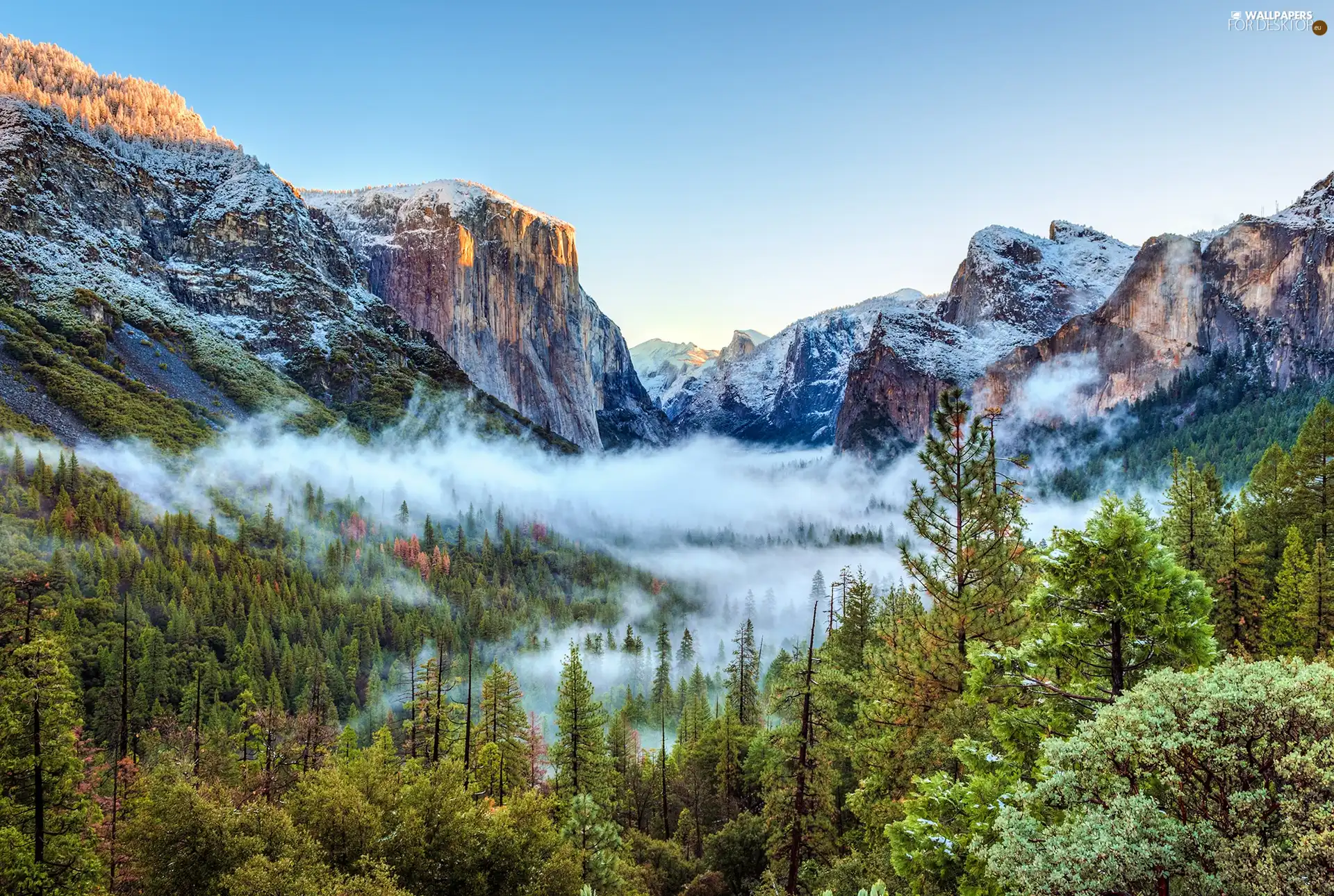 forest, Mountains, Fog