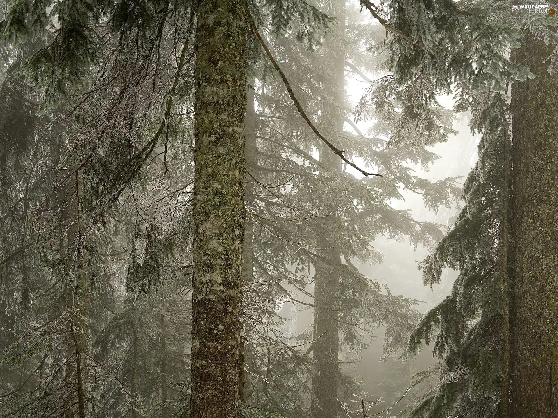 forest, Fog, trees, viewes, old