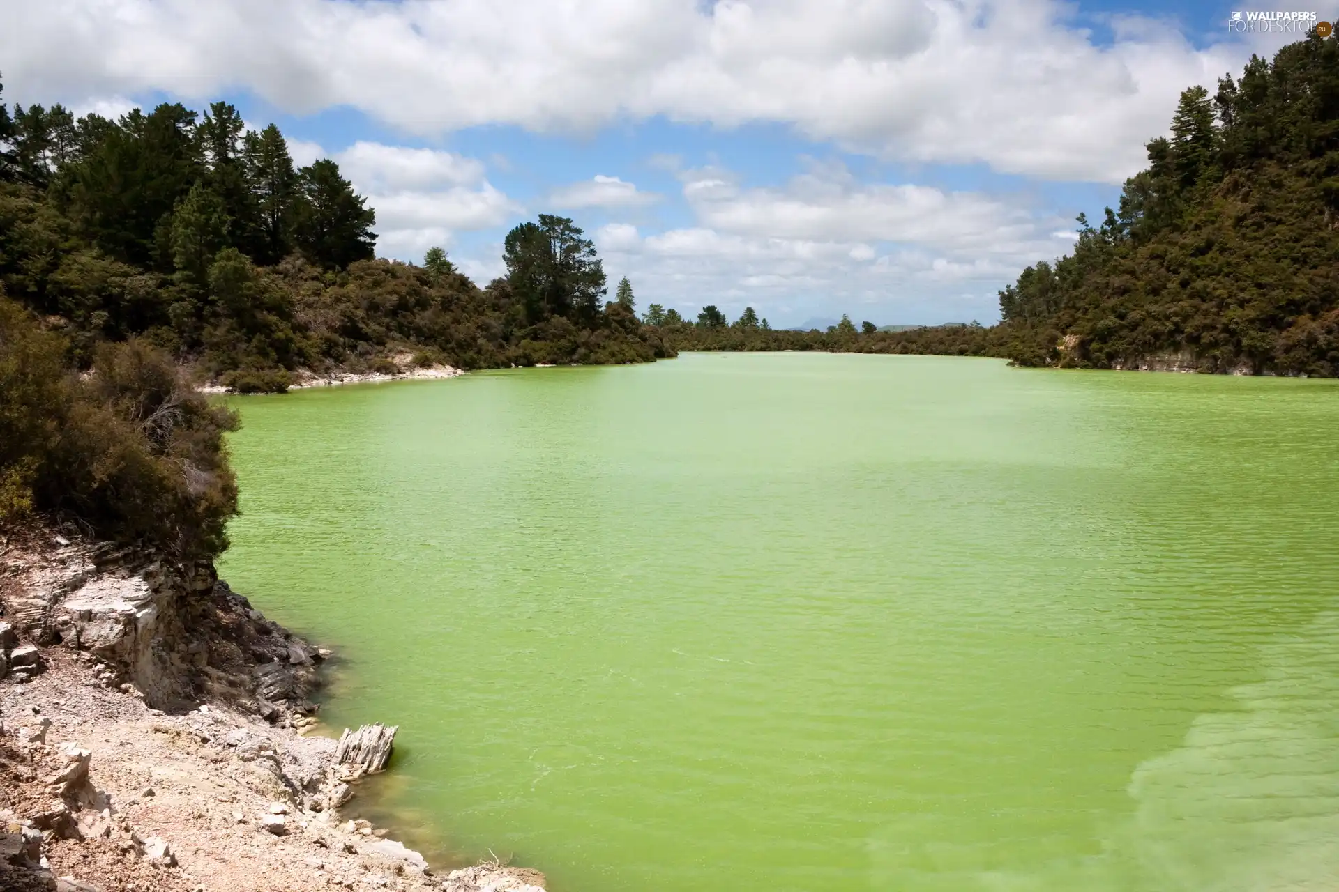 lake, forest