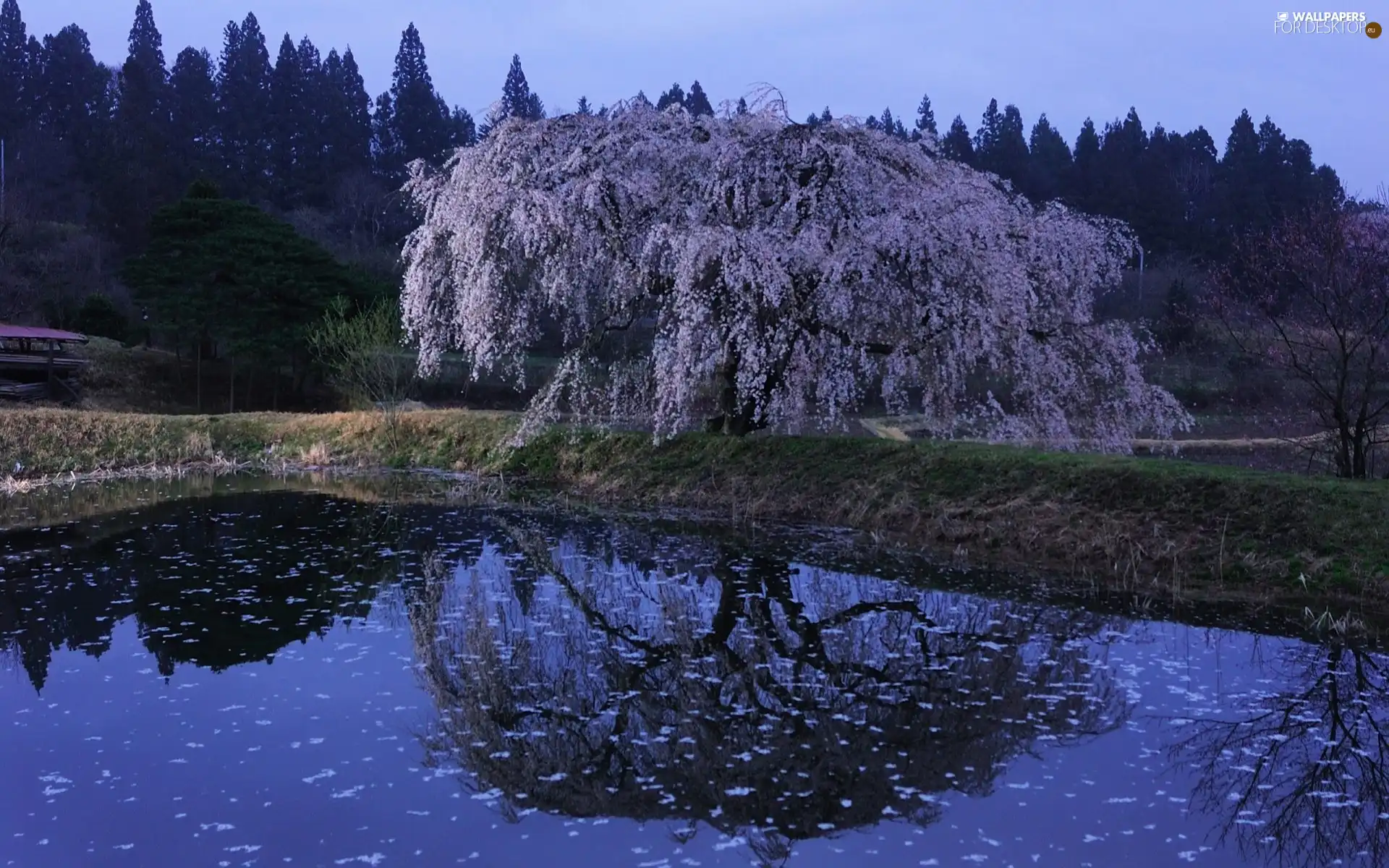 lake, reflection, forest, trees