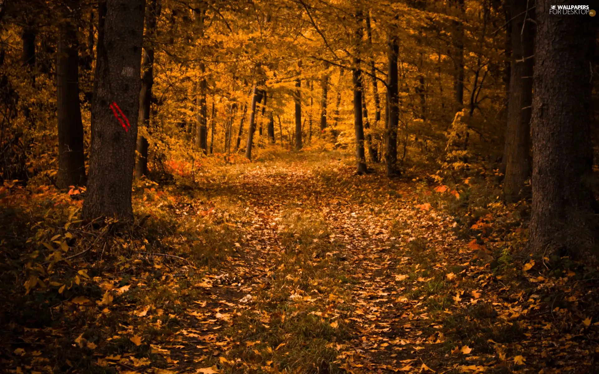 forest, autumn, Leaf