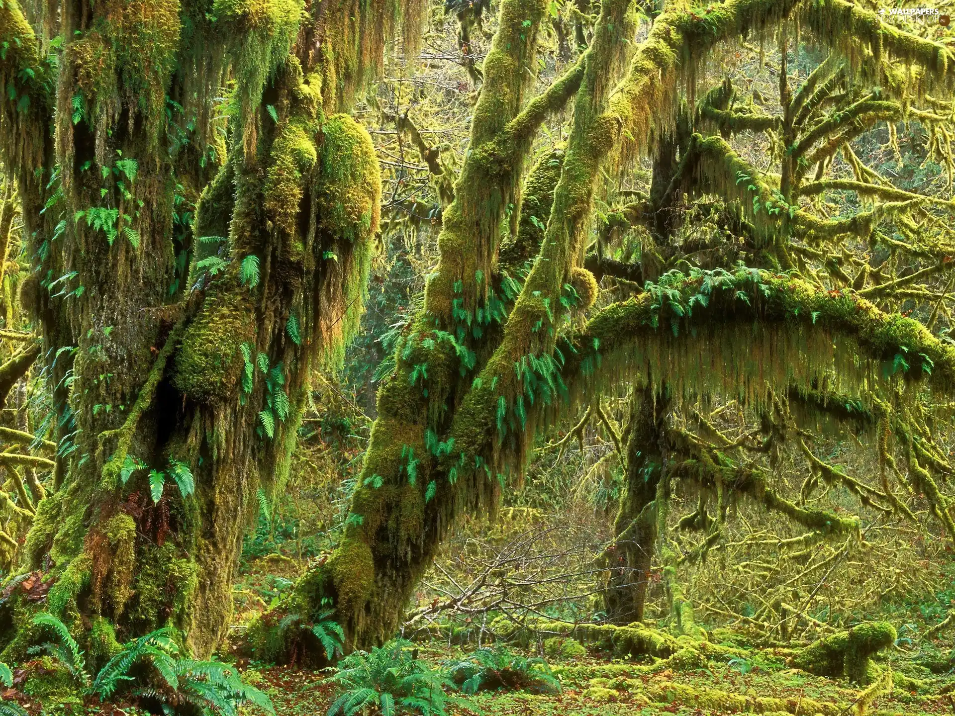 forest, lichens, trees, viewes, old