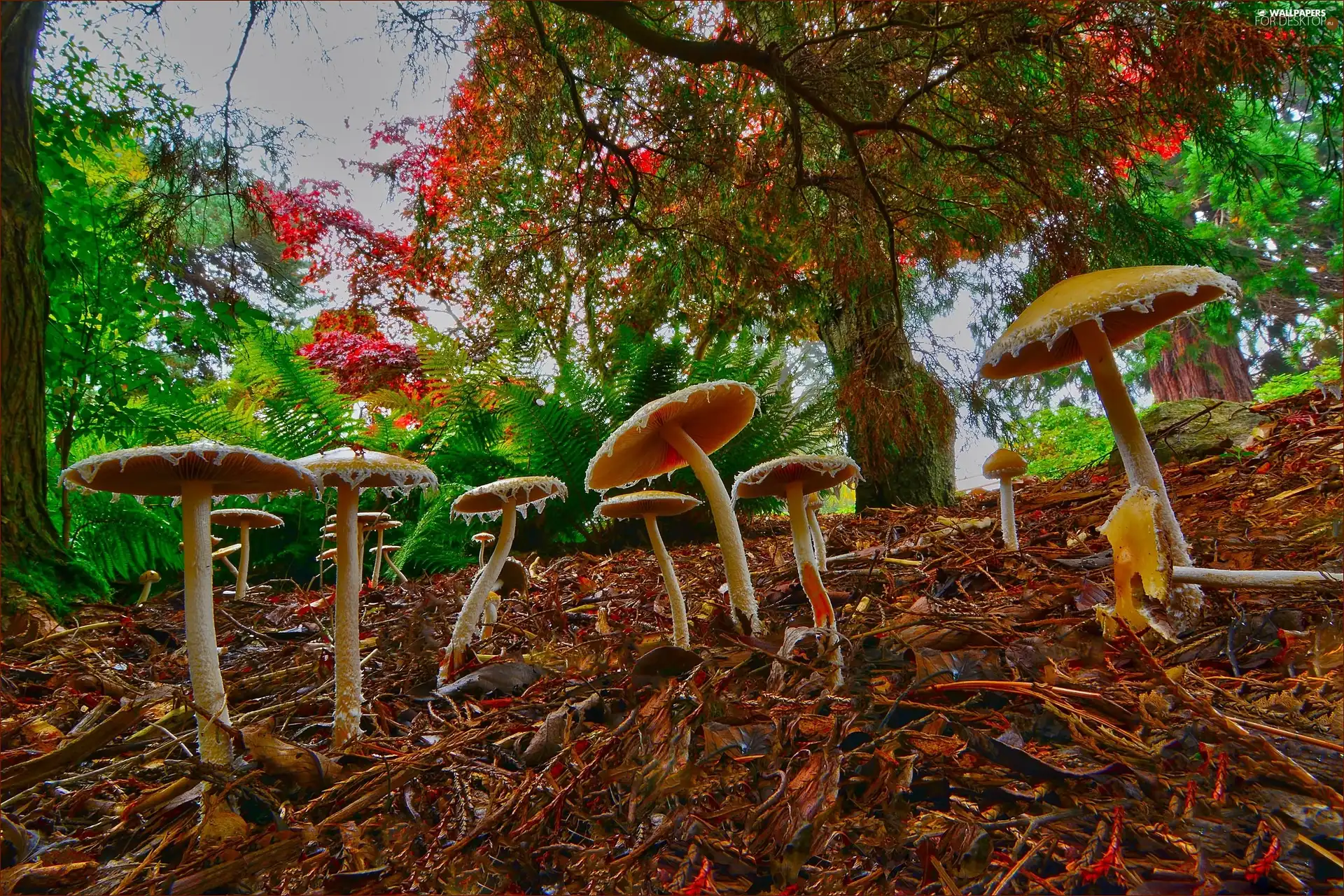 forest, mushrooms, litter