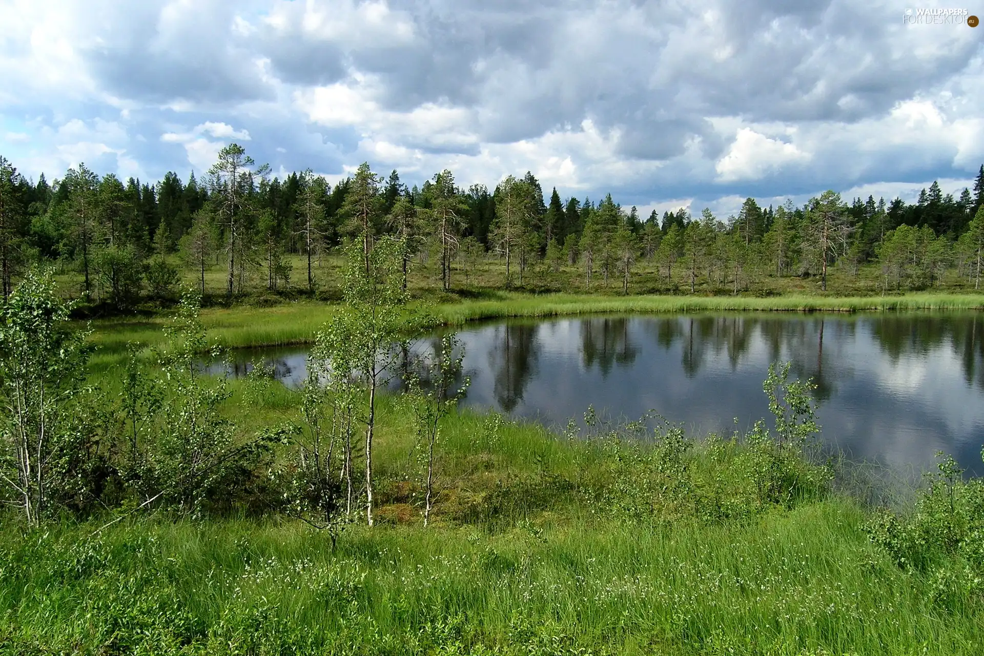forest, lake, Meadow