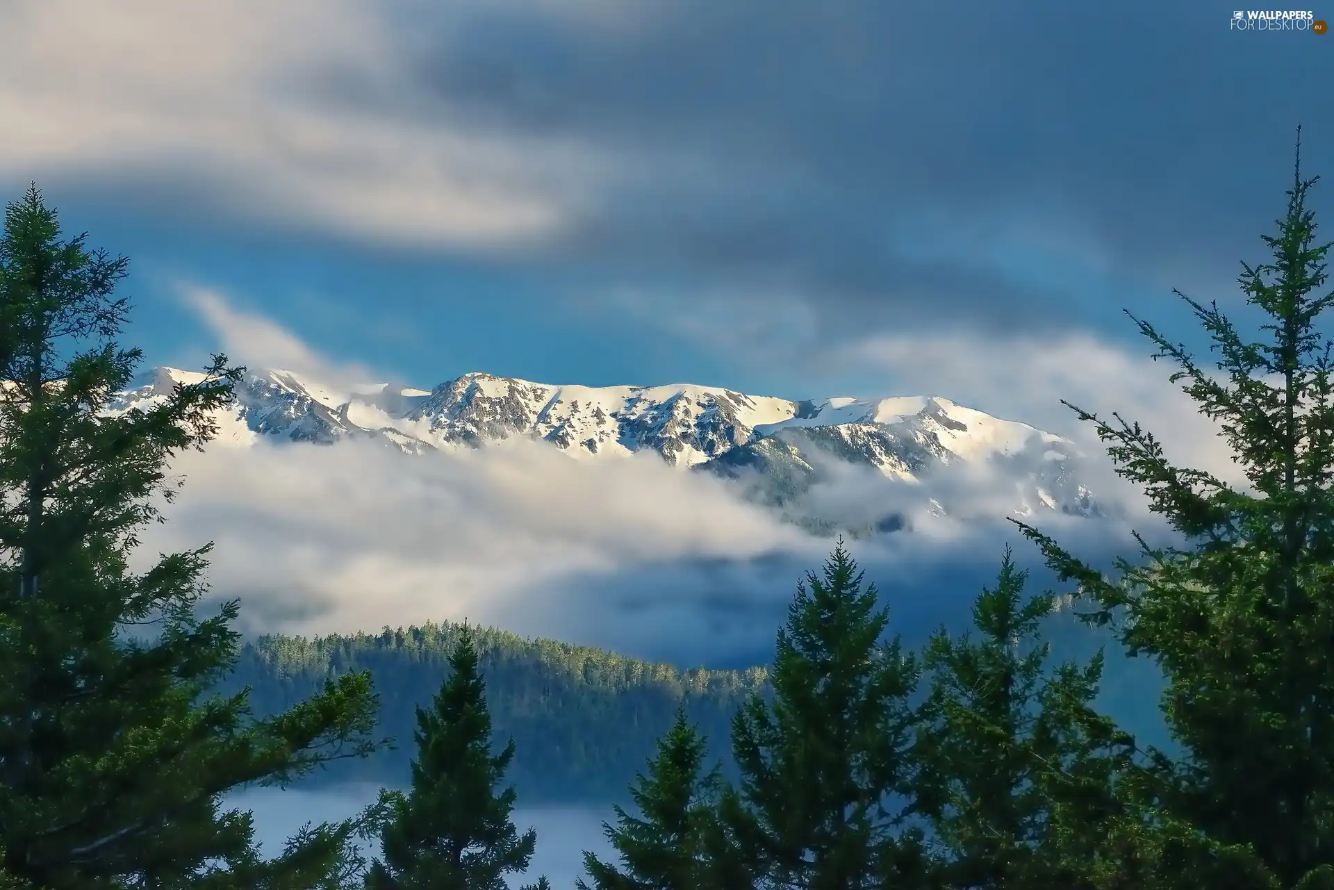 Mountains, Fog, forest, snow