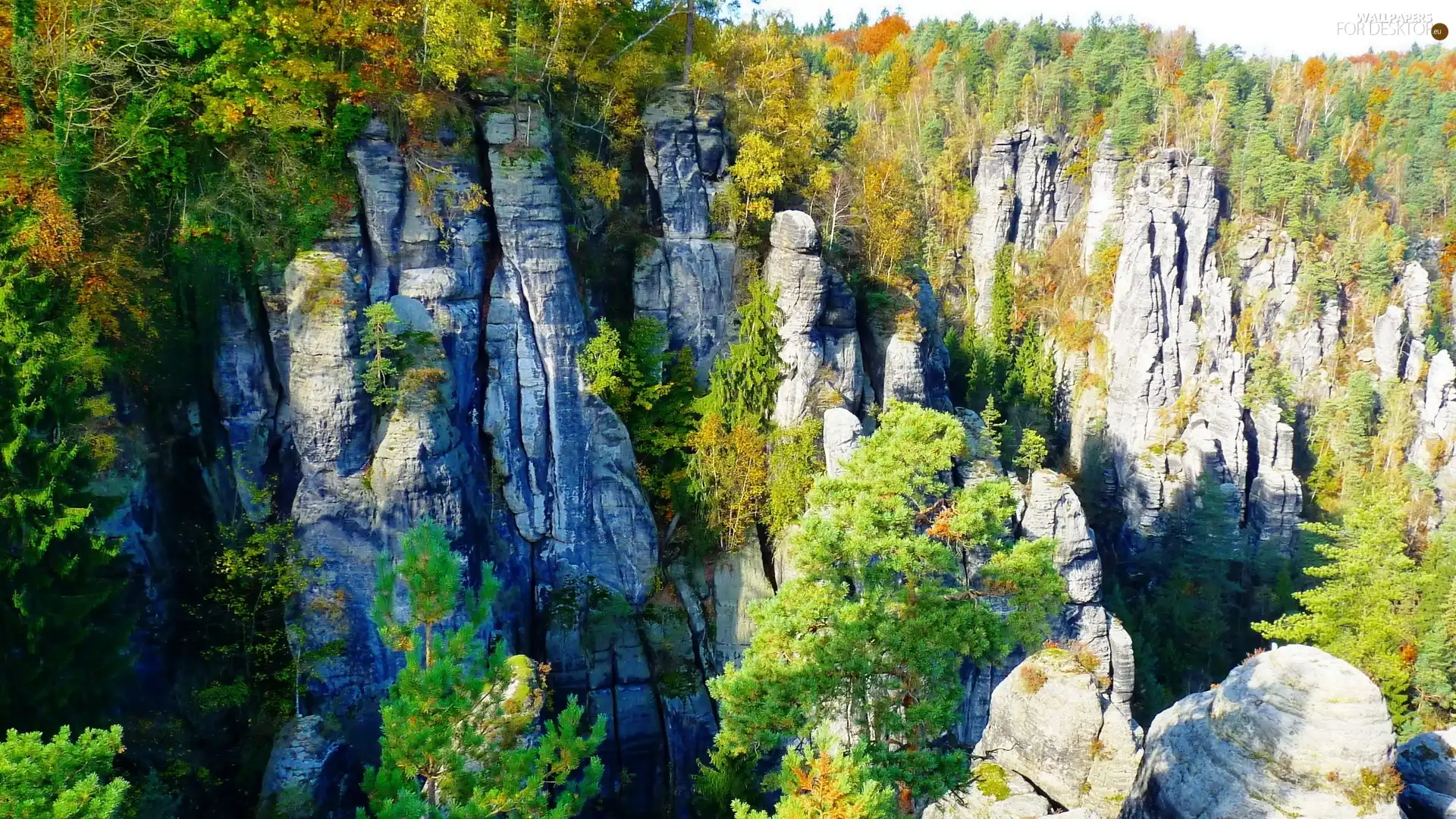 forest, Rocky, Mountains