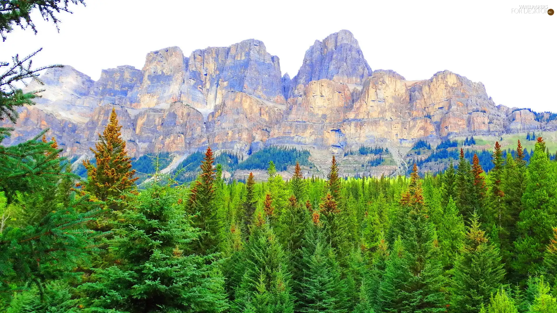 forest, Rocky, Mountains