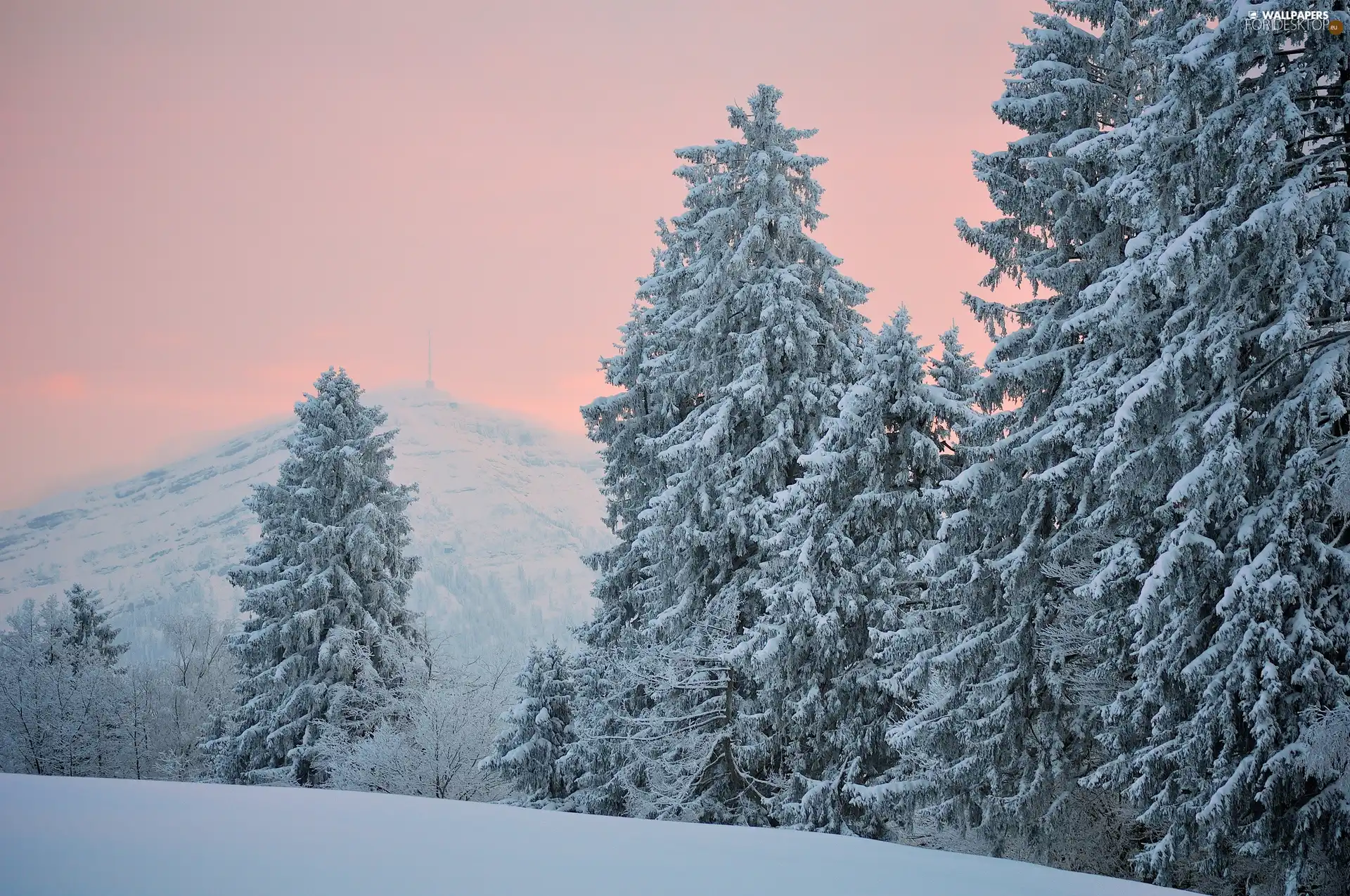 forest, winter, Mountains