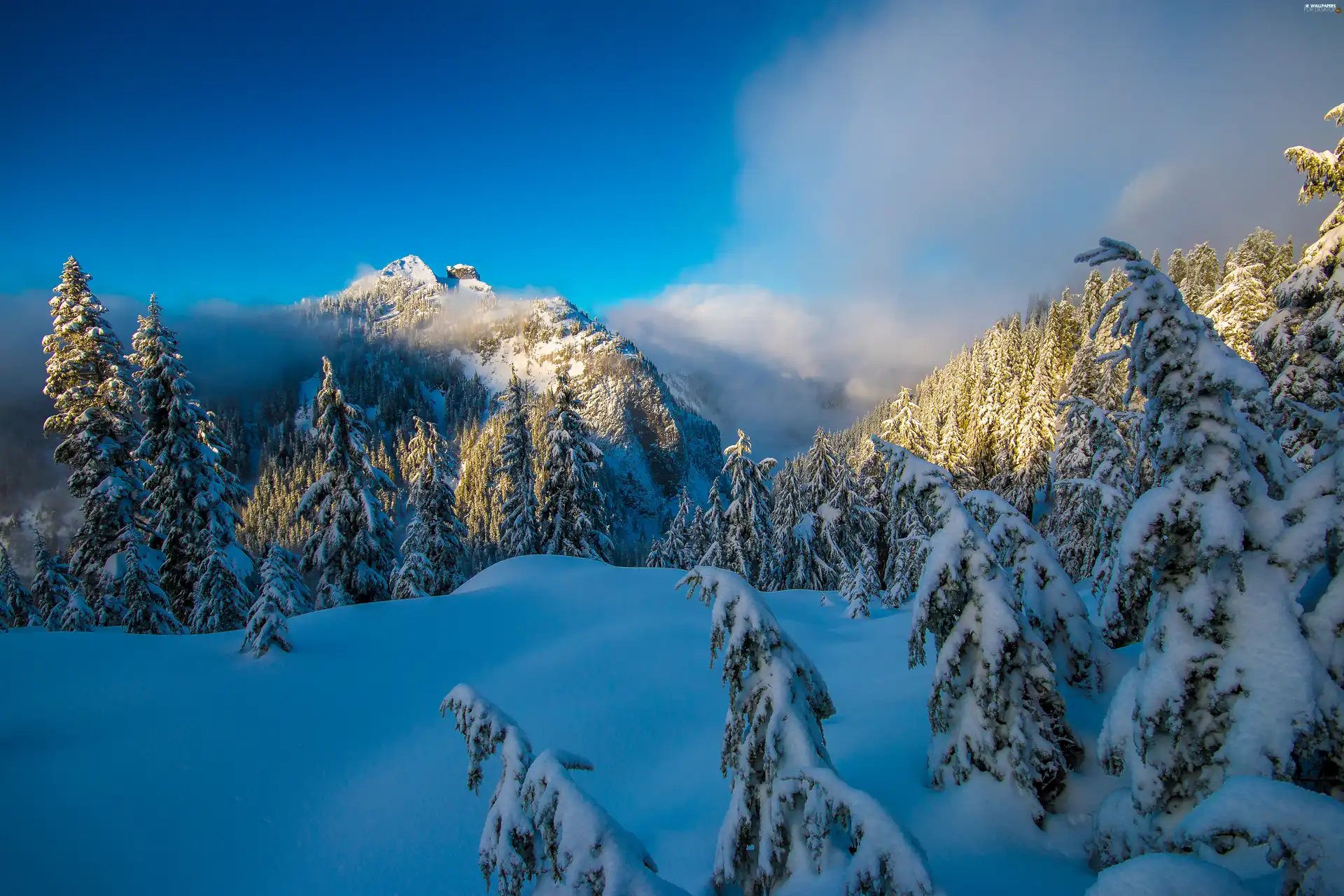 forest, winter, Mountains