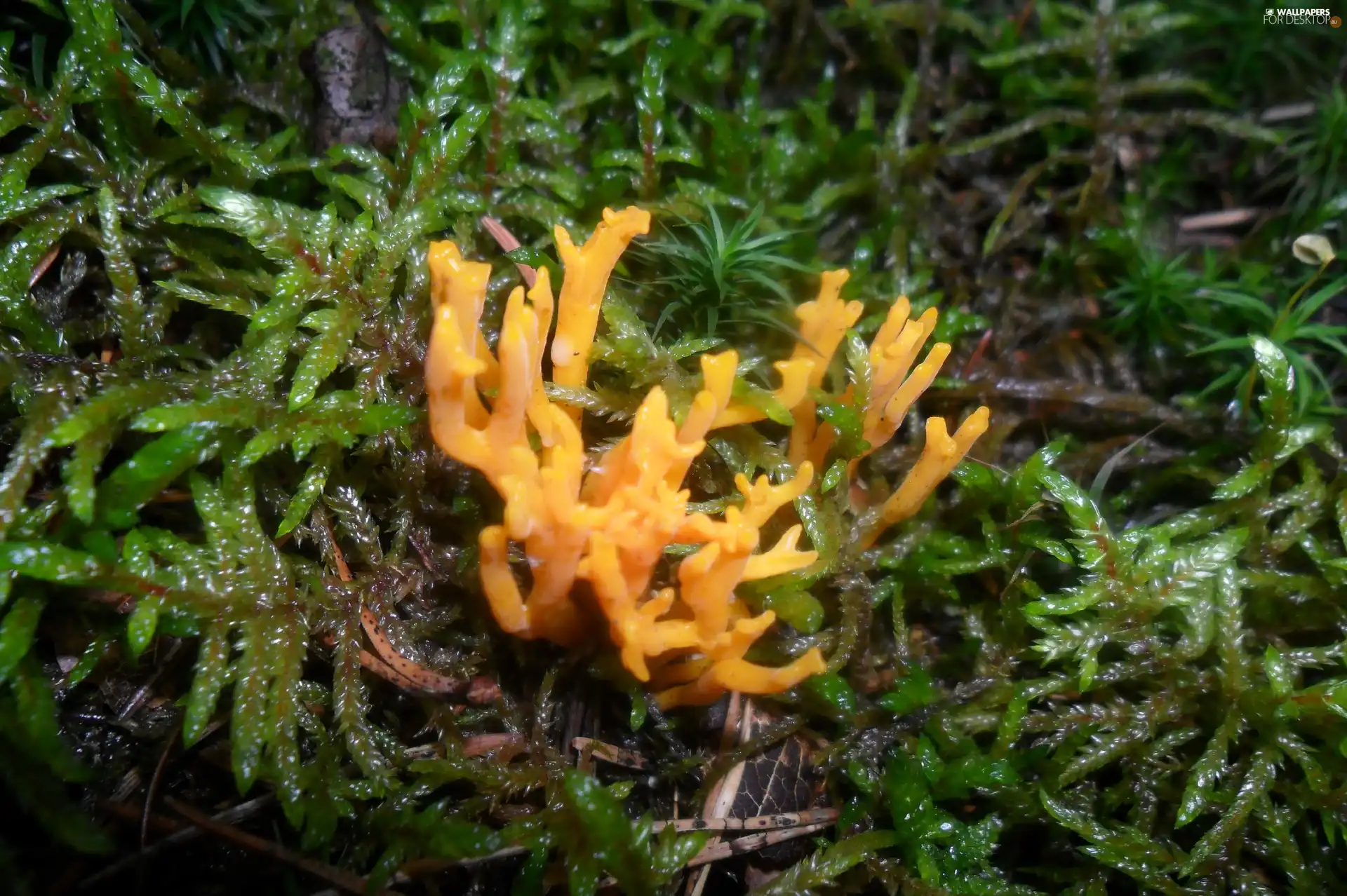 Orange, green, forest, Mushrooms