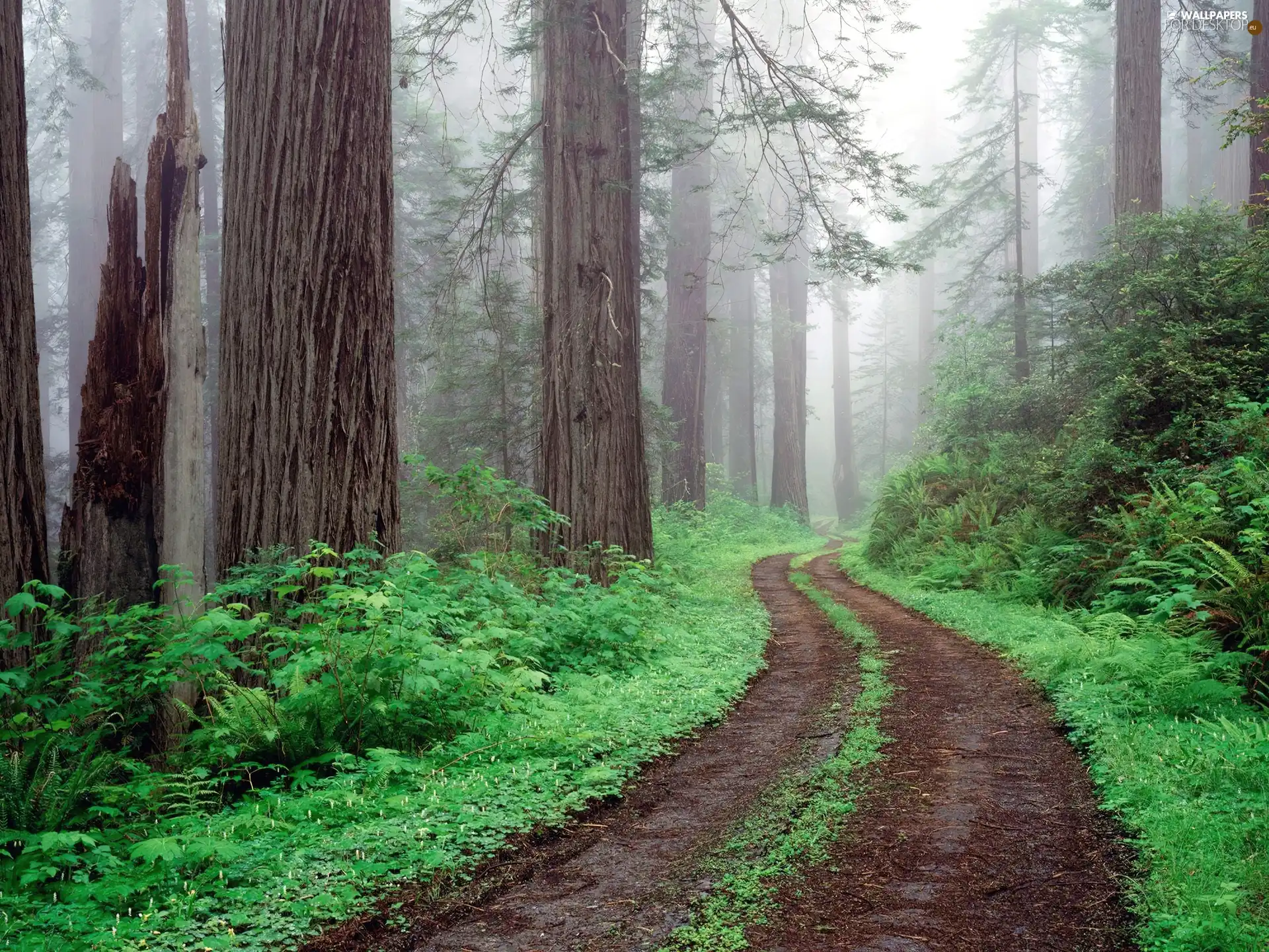 forest, Green, Path