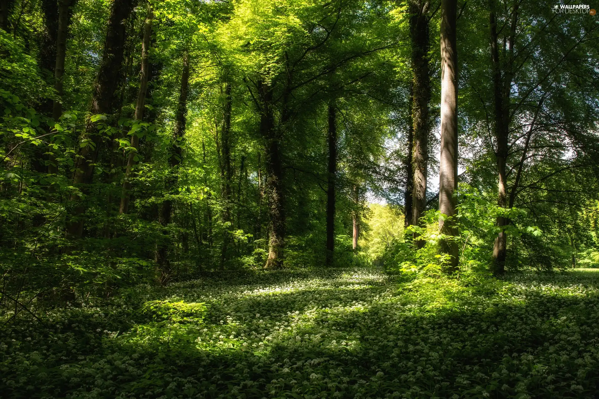 car in the meadow, forest, Flowers, Przebijające, luminosity, Spring, sun, flash, ligh