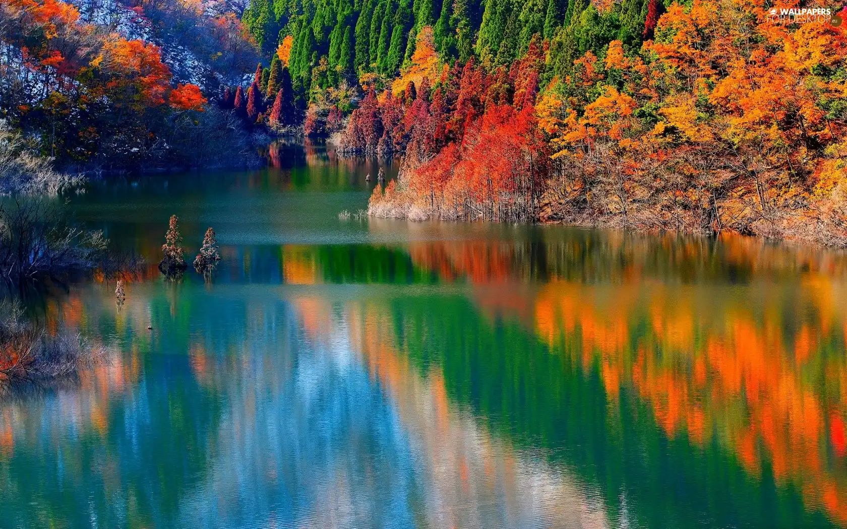 forest, autumn, River