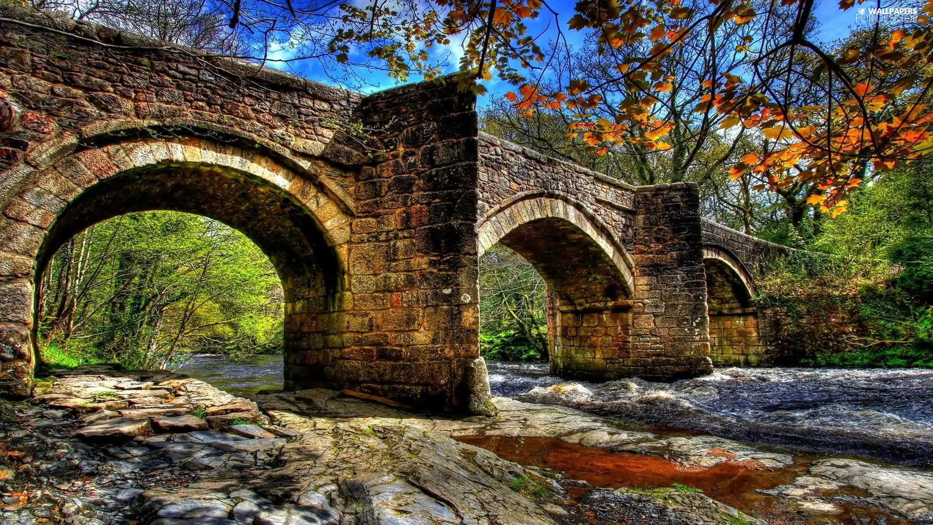 forest, bridge, River